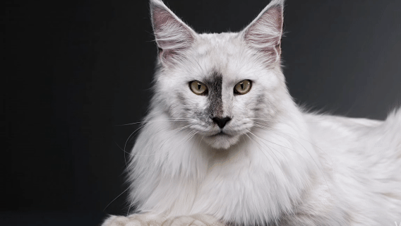 Rare Maine Coons hero background featuring giant European Maine Coon cats