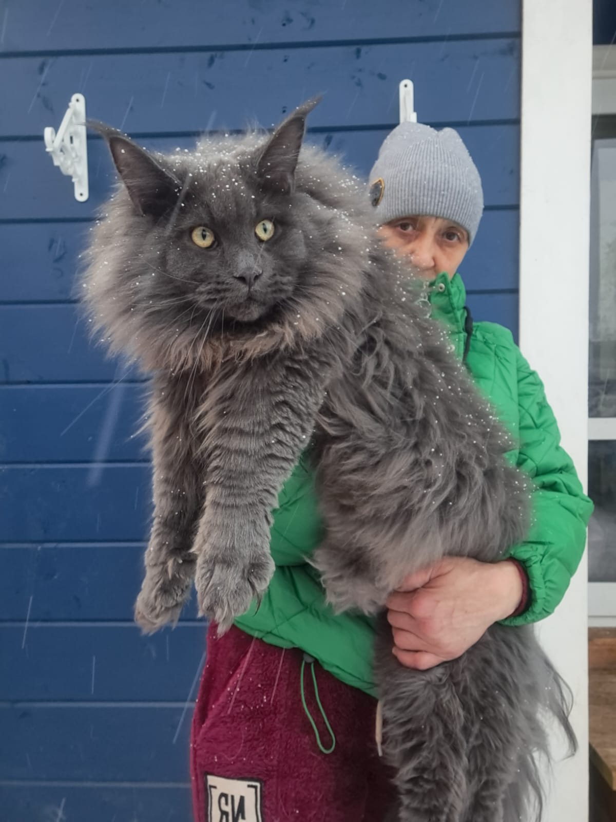 Giant blue smoke Maine Coon dusted with snow held against a blue cabin