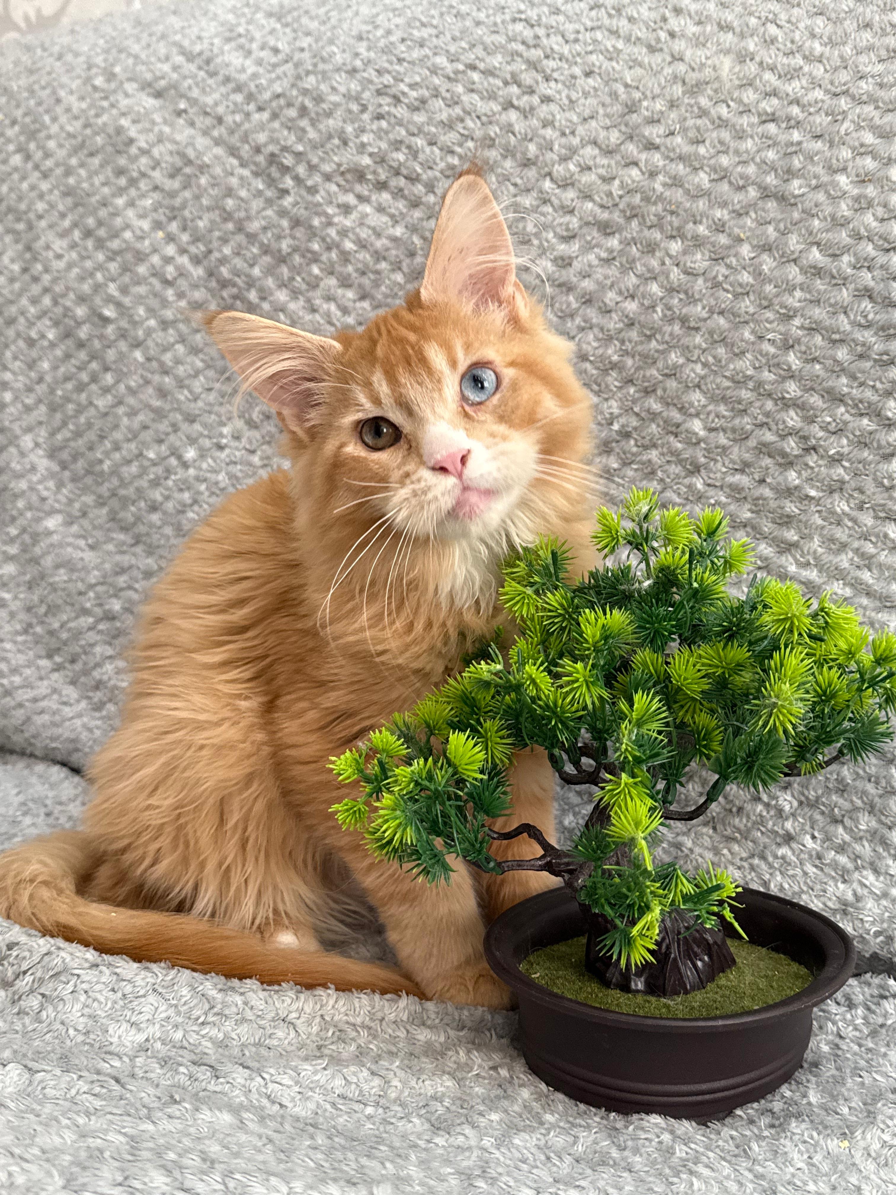 Giant European Maine Coon Kitten Ginger - Red Tabby