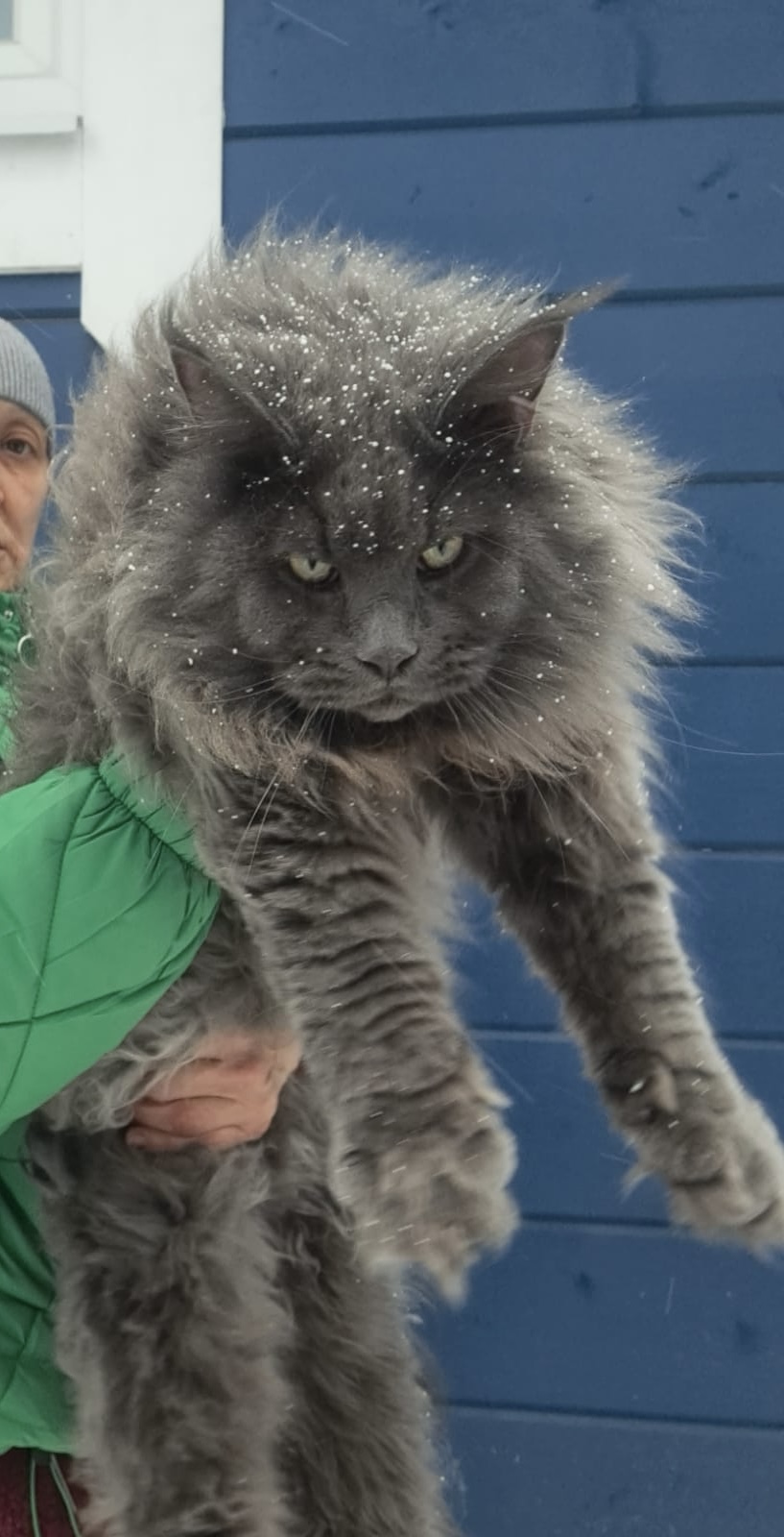 Fluffy blue grey Maine Coon with snow on its mane and wild expression