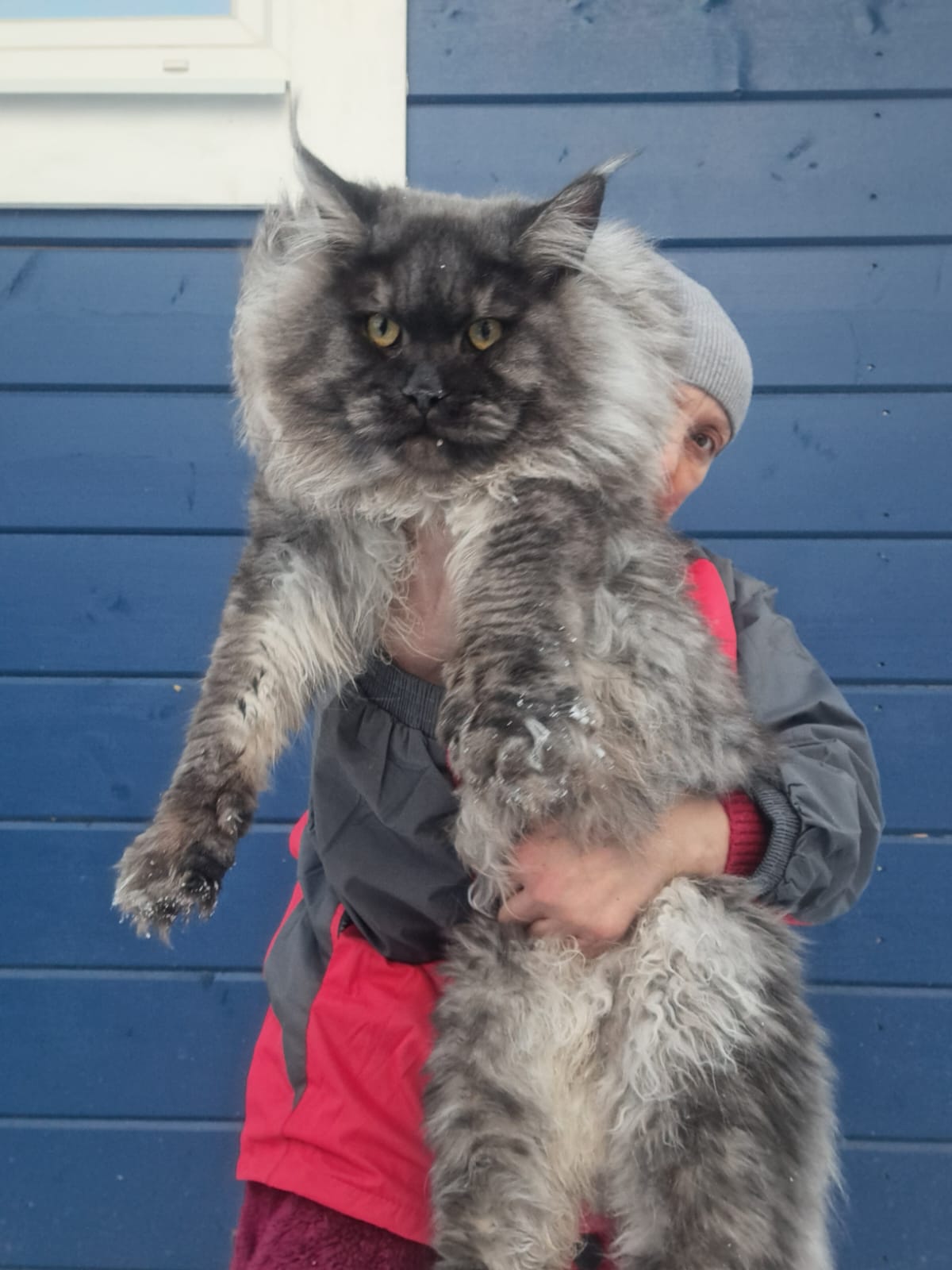 Dark silver smoke Maine Coon with long ear tufts against a blue wall