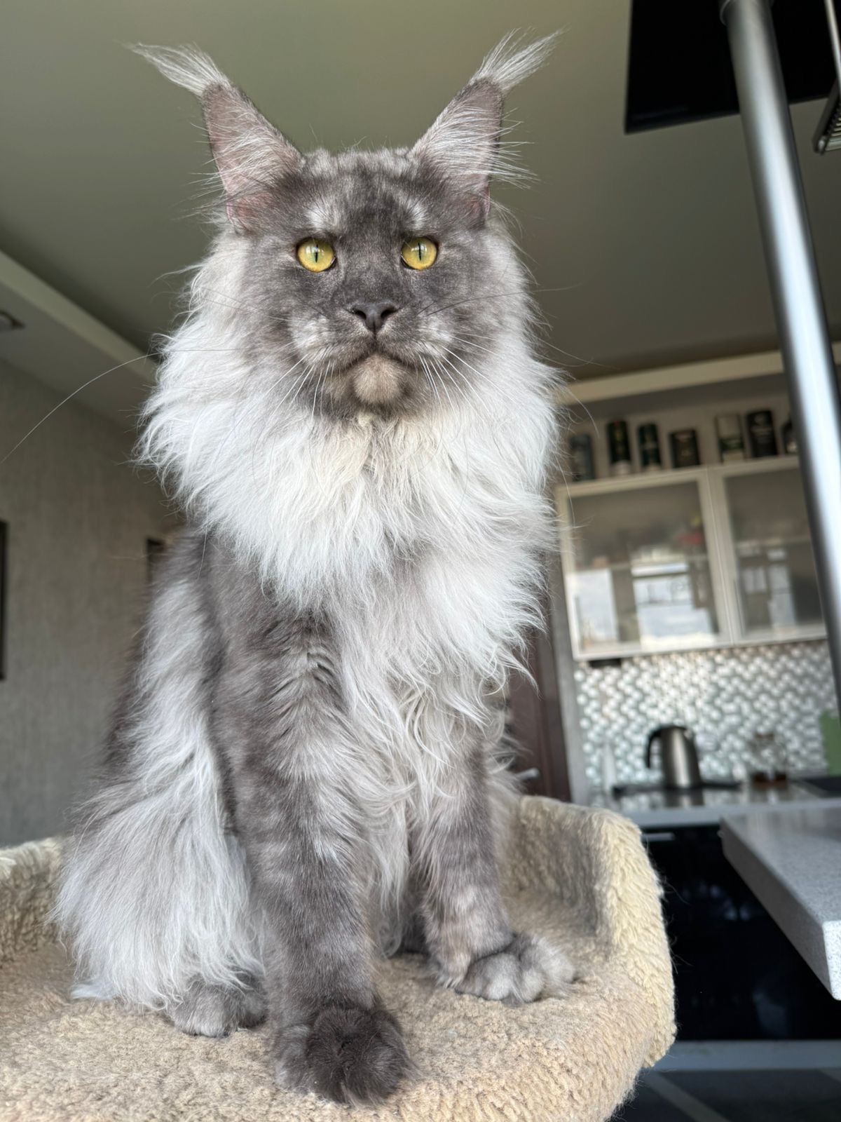 Blue smoke Maine Coon with white ruff sitting indoors with golden eyes