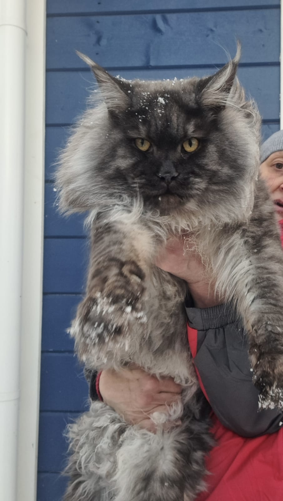 Grey smoke giant Maine Coon with snow on its coat held outdoors