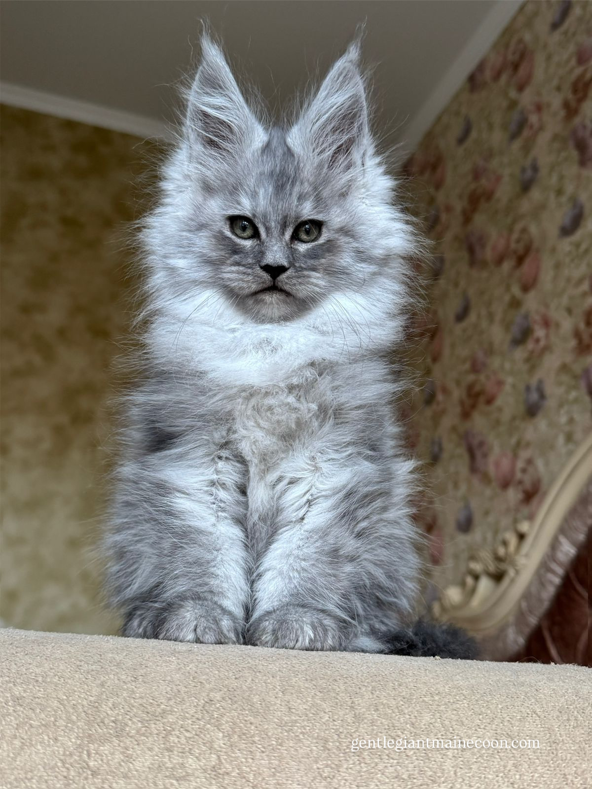 Giant European Maine Coon Kitten Sterling - Silver Blue
