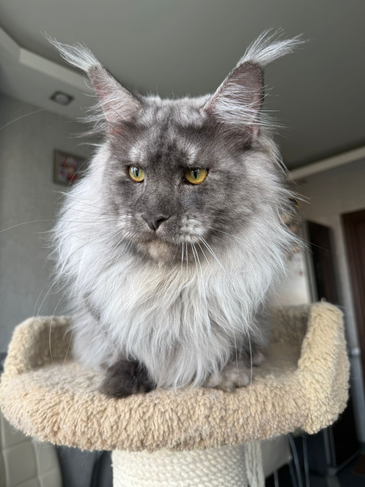 Blue smoke Maine Coon with dramatic lynx ear tufts sitting on a cat tree