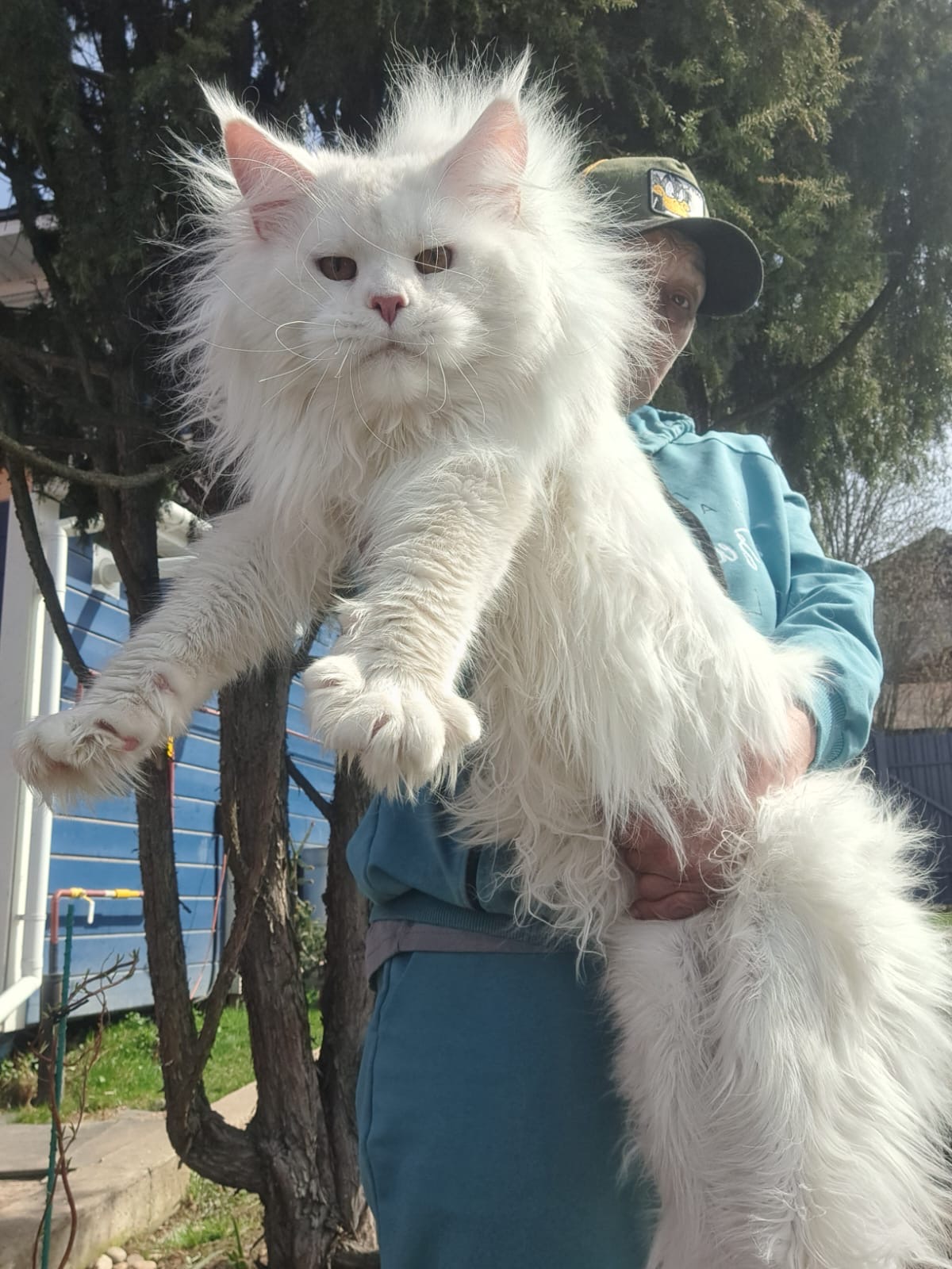 Fluffy white giant Maine Coon held up beside a tree outdoors