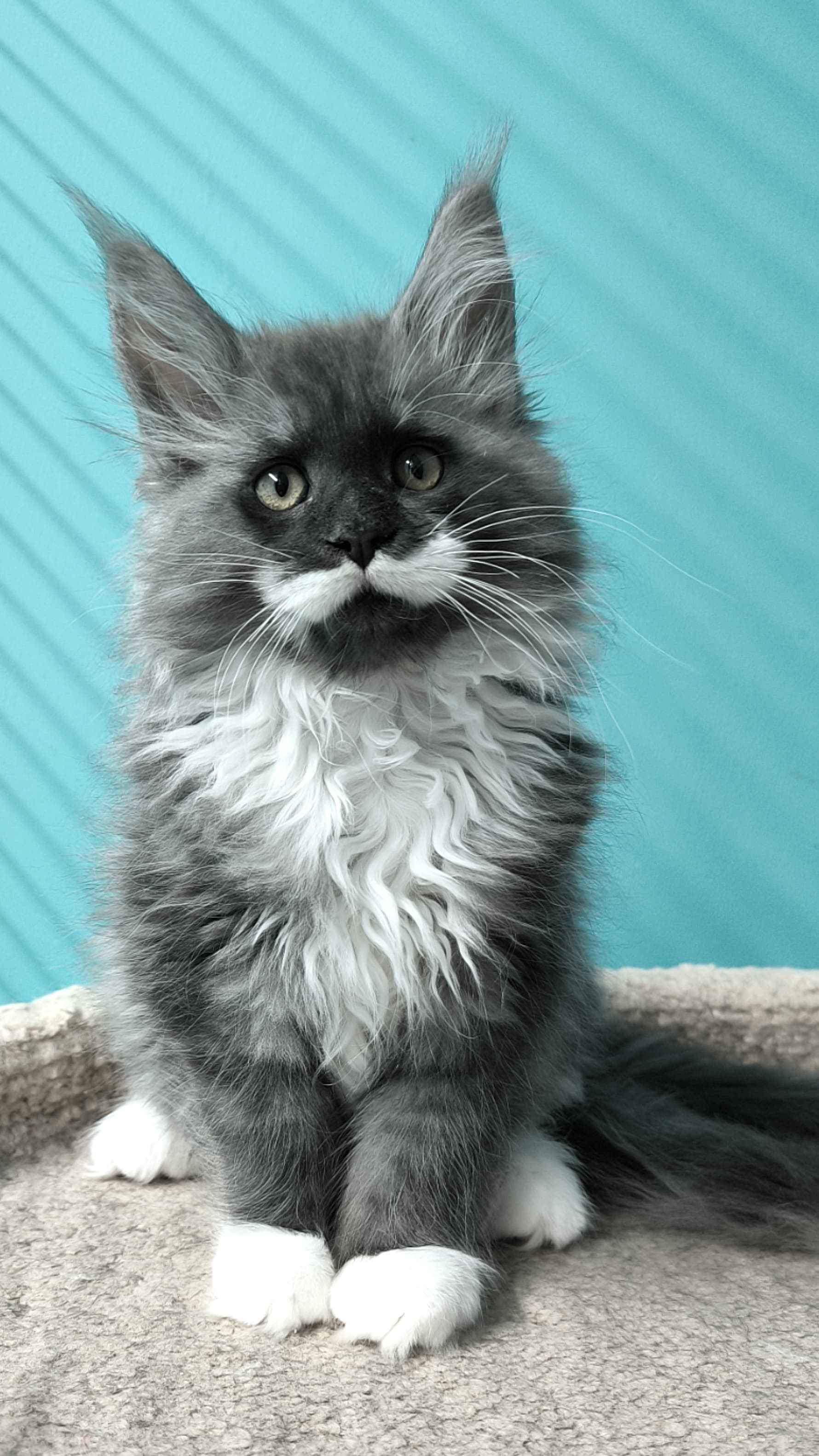 Giant European Maine Coon Kitten Stash - Blue Smoke & White