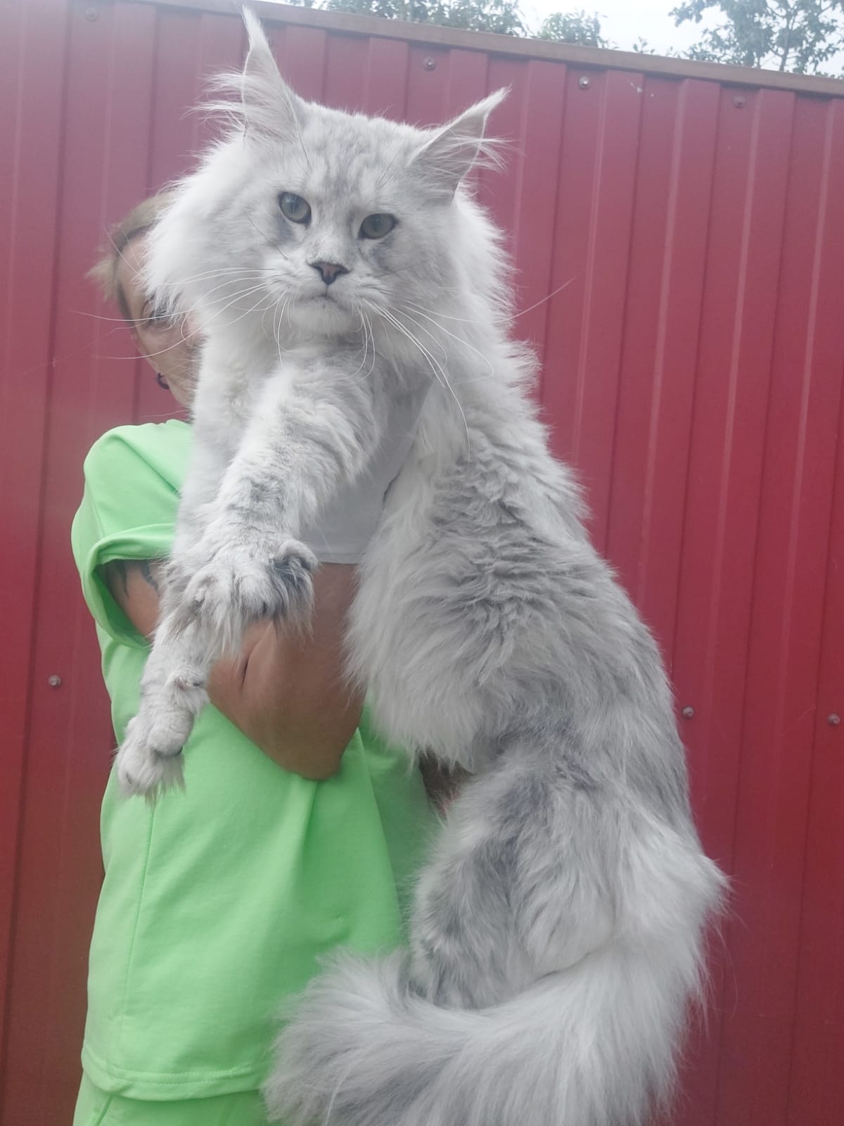 Large silver Maine Coon held up in front of a red metal fence