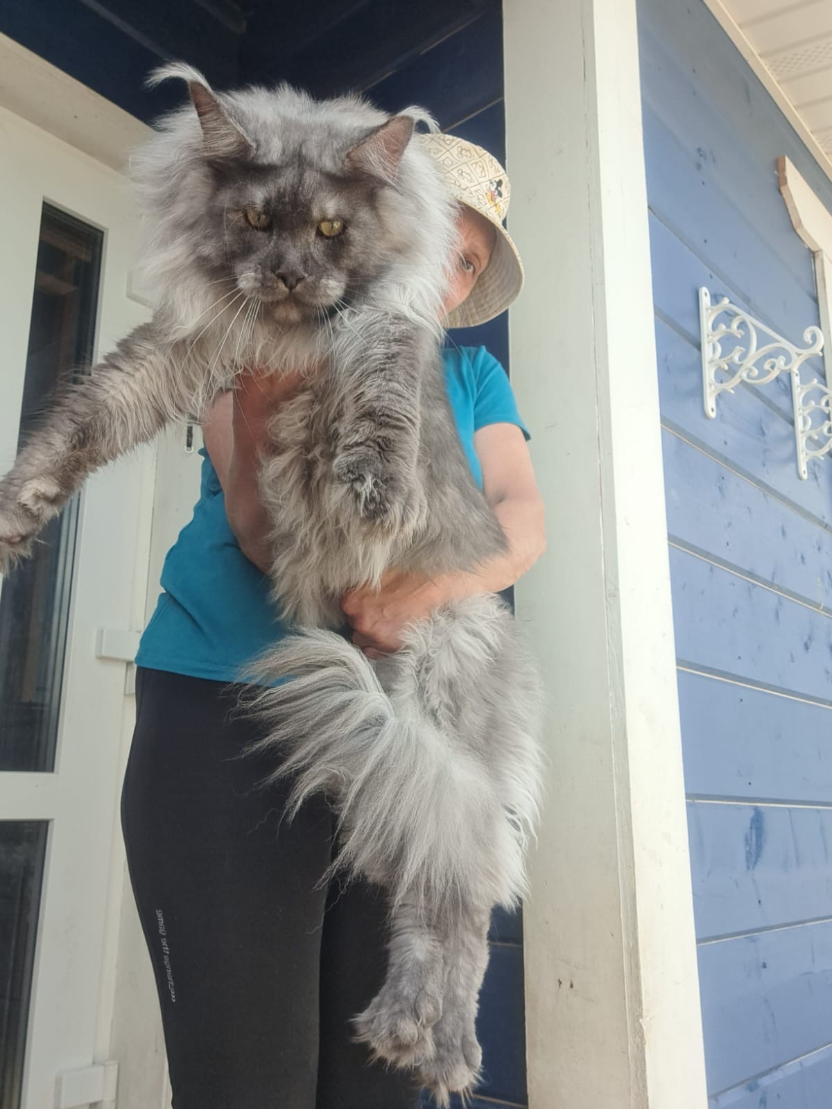 Large blue smoke Maine Coon held up on a porch showing its long body