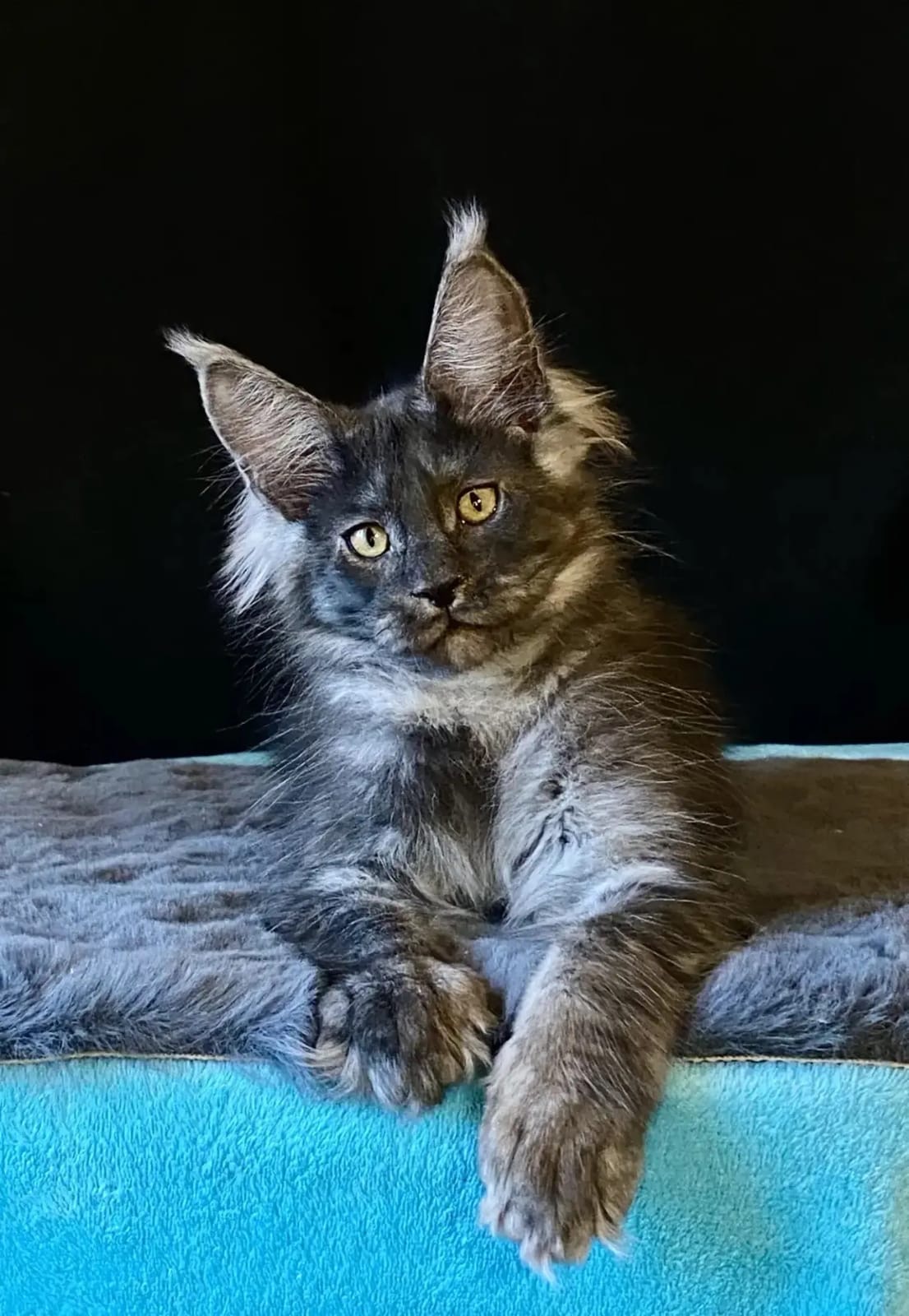 Giant European Maine Coon Kitten King - Black Smoke