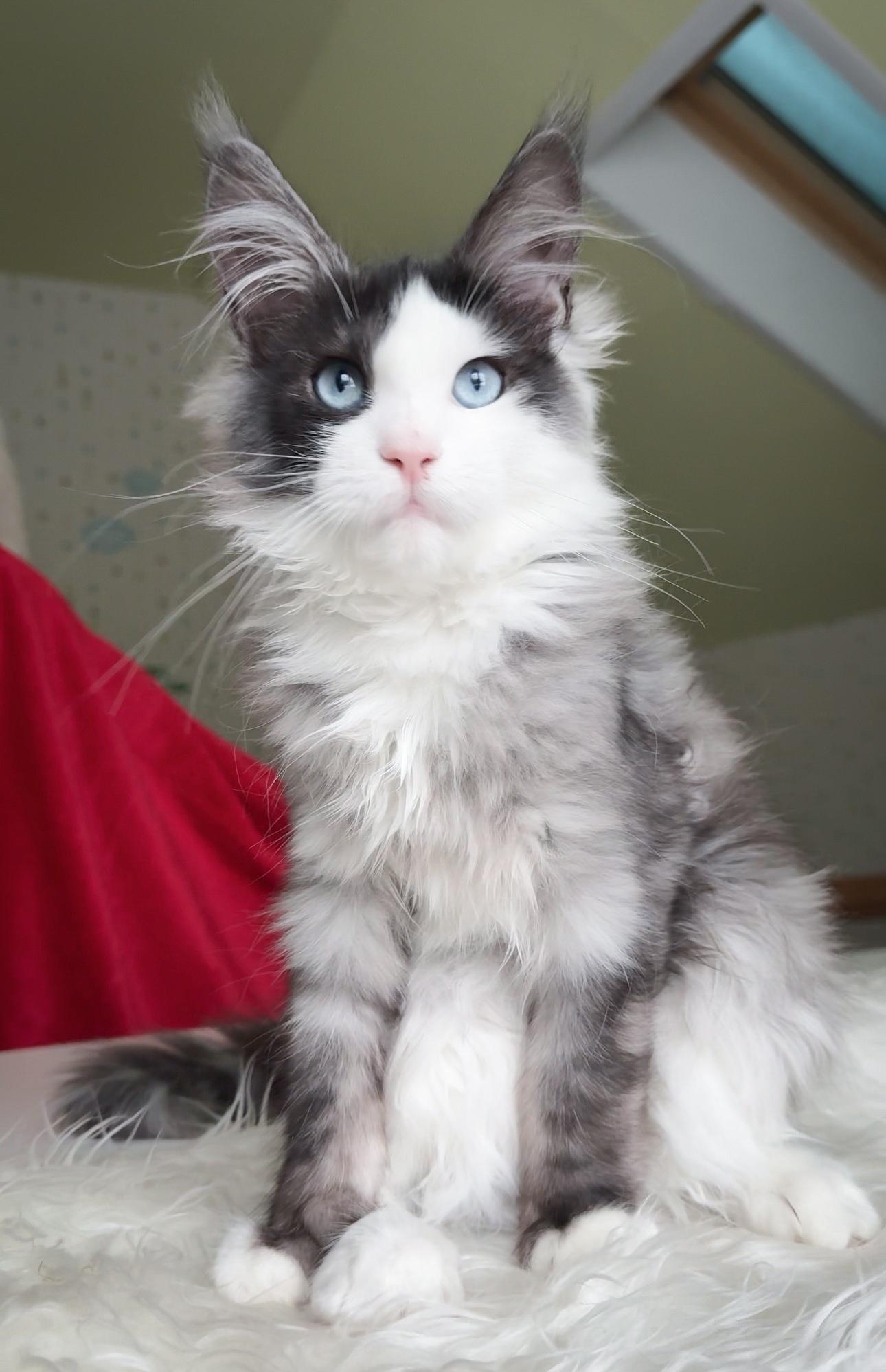 Rare Blue Bi-Color European Maine Coon Kitten Bloo for Sale