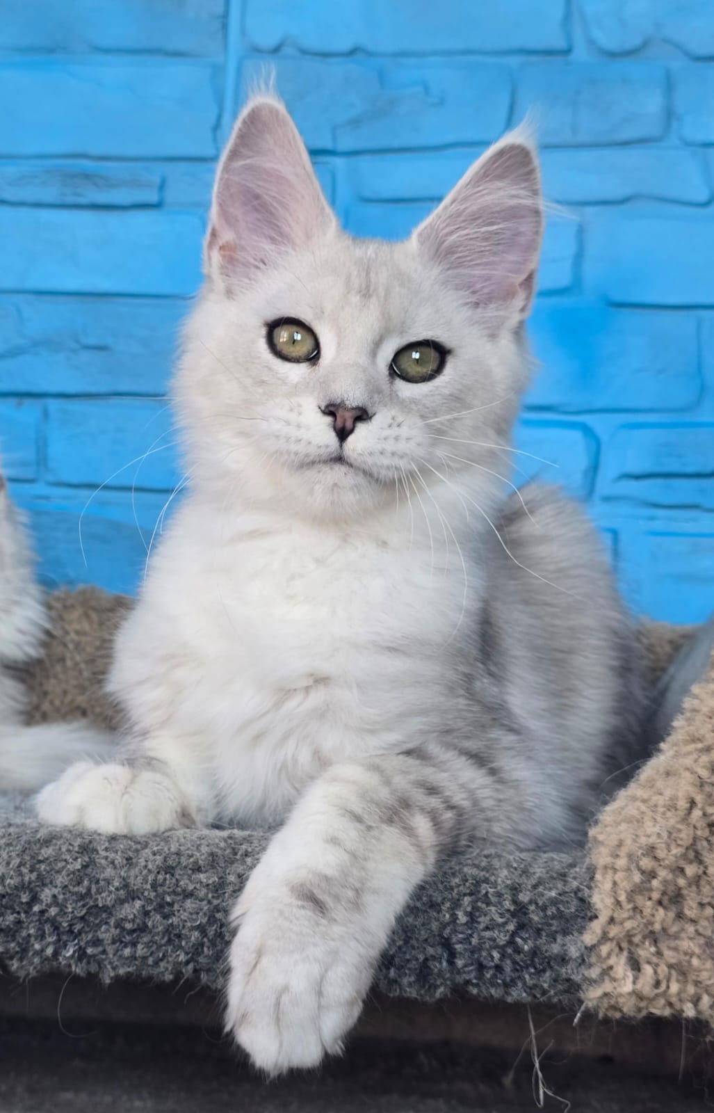 Giant European Maine Coon Kitten Gamma - Silver Shaded