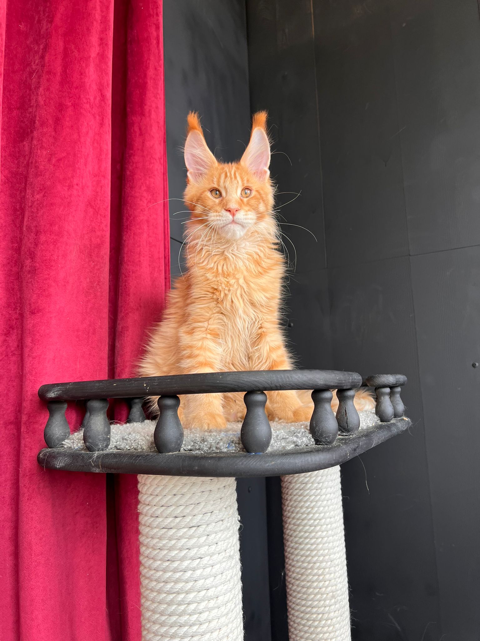 Rare Red Tabby European Maine Coon Kitten Garfield for Sale
