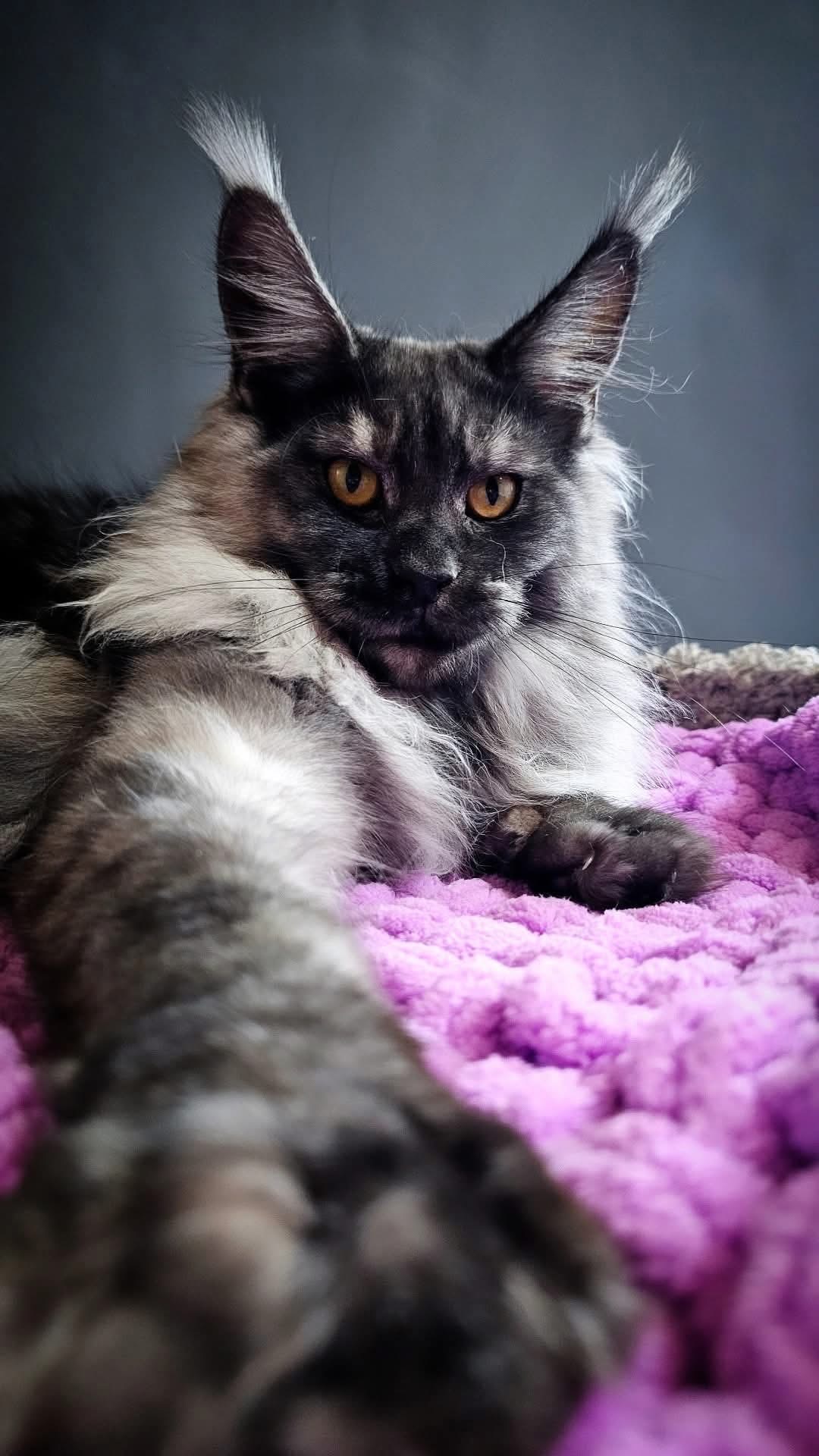 Giant European Maine Coon Kitten Midnight - Black Smoke