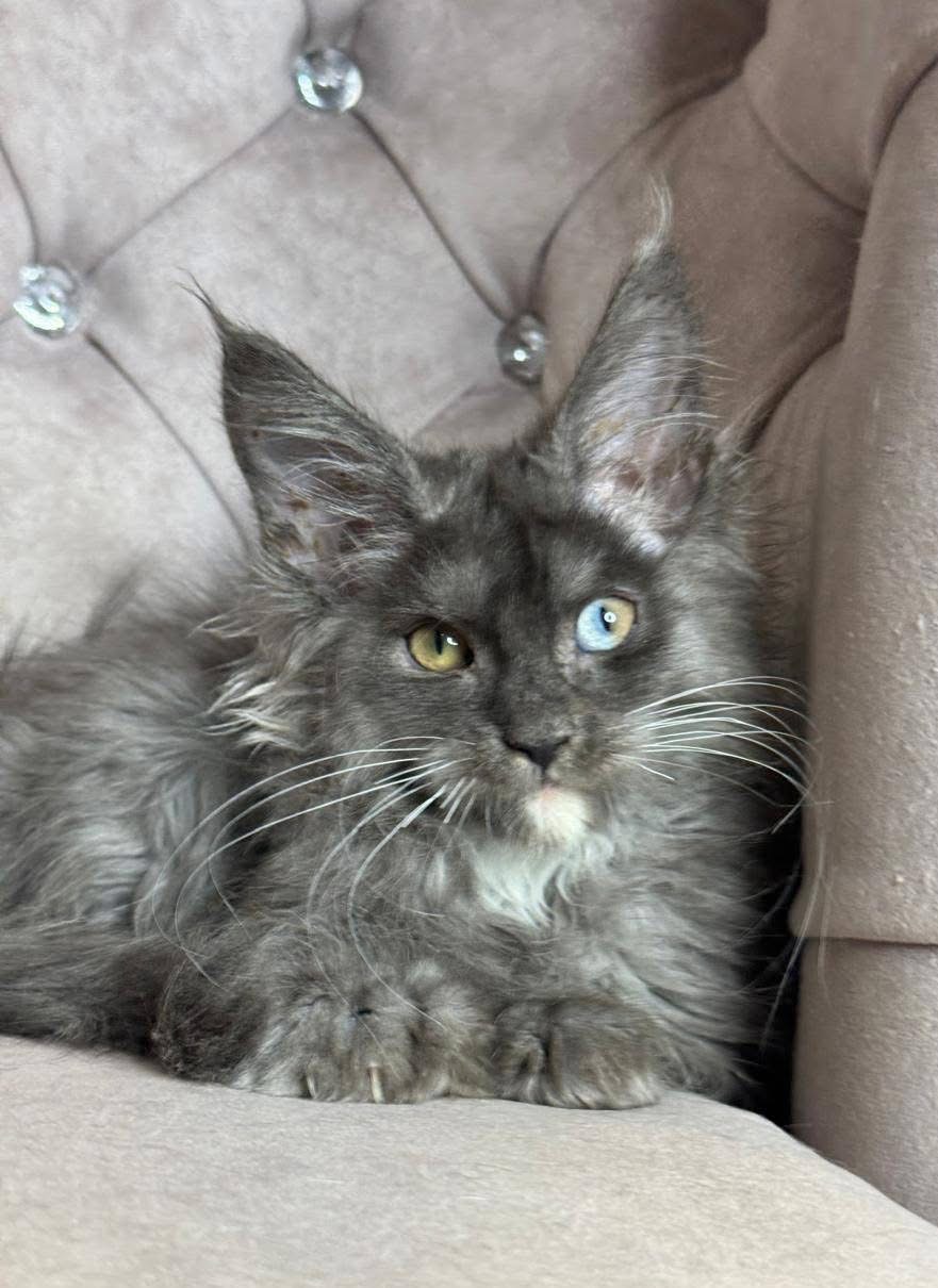 Giant European Maine Coon Kitten Mystic - Blue Smoke