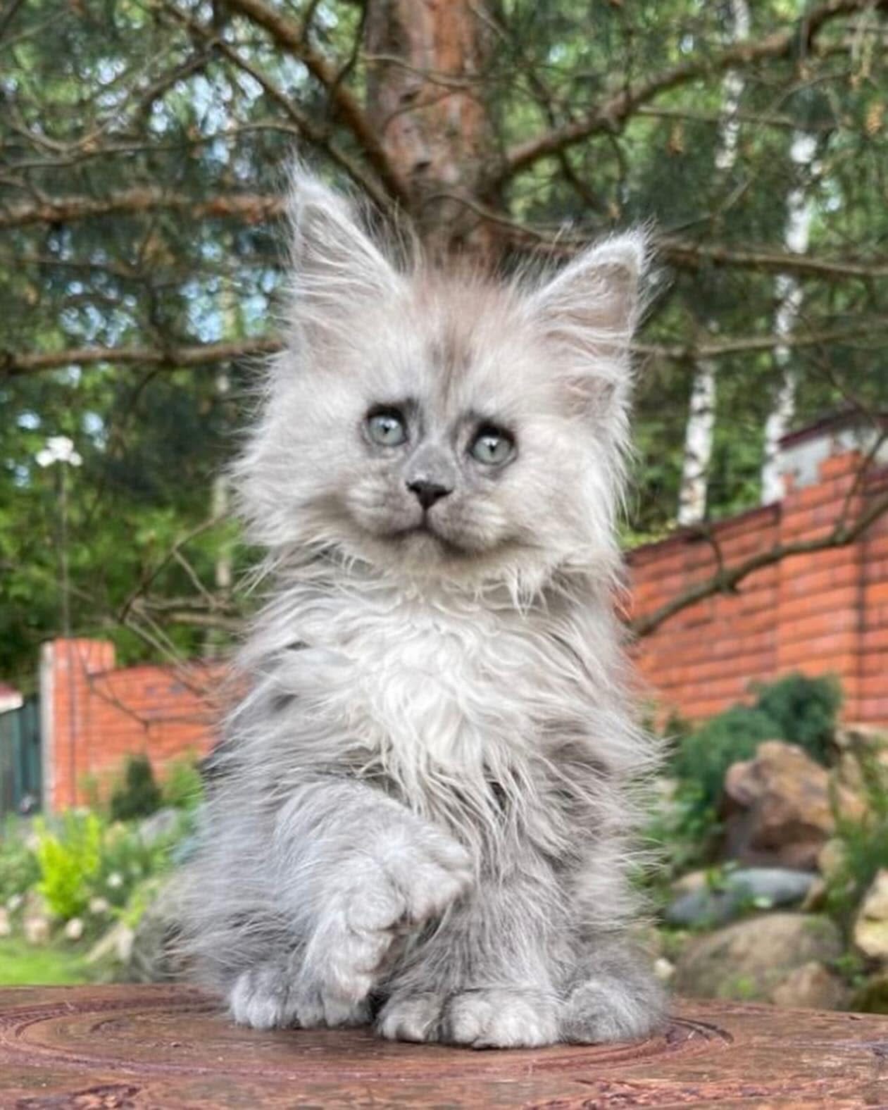 Silver Shaded Maine Coon kitten standing