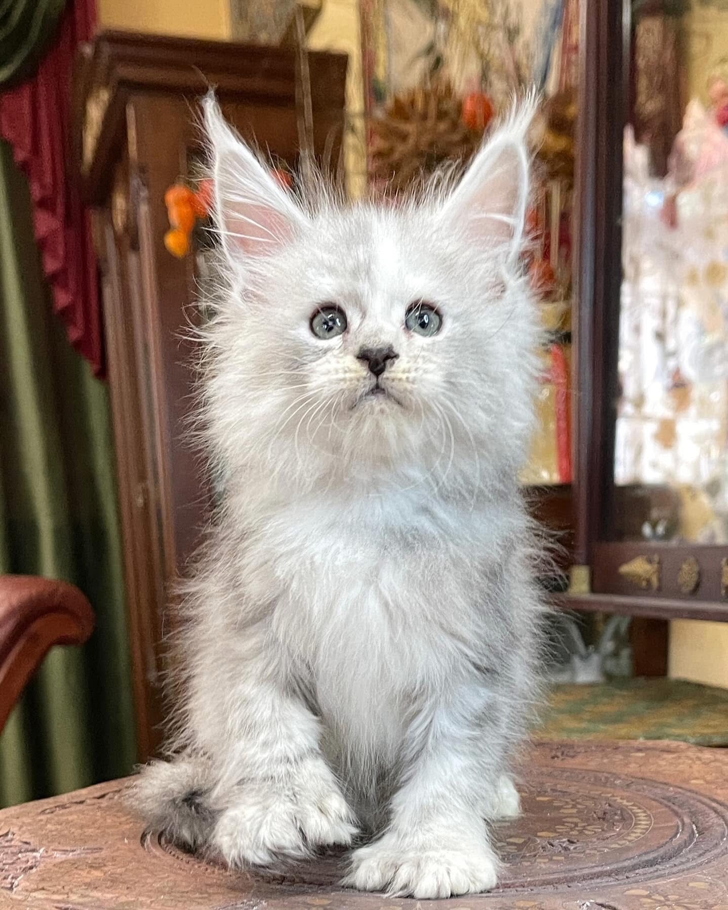 White Maine Coon kitten standing on blanket