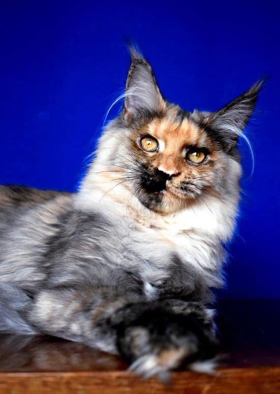 Giant European Maine Coon Kitten Harley - Tortoiseshell