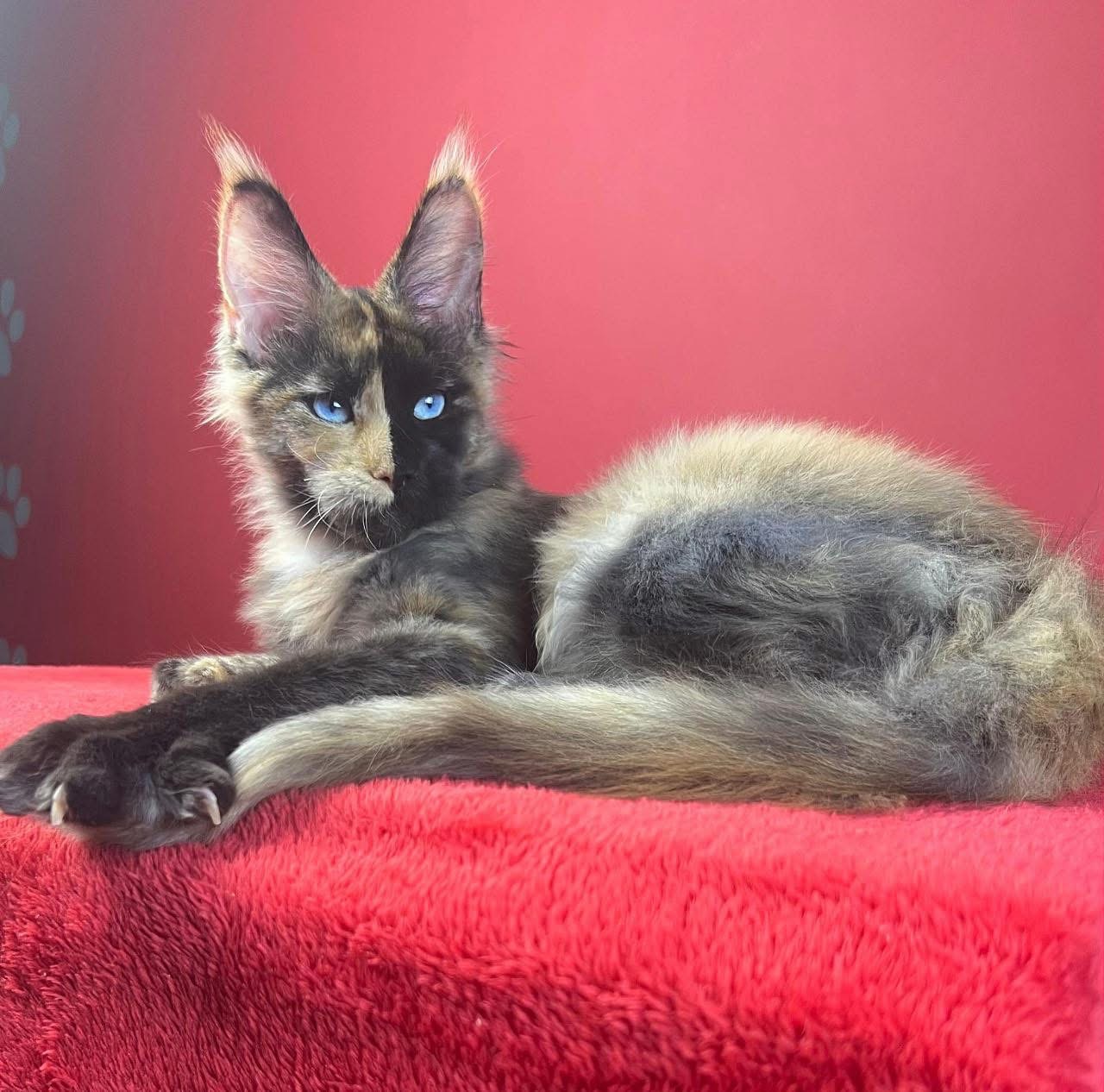 Giant European Maine Coon Kitten Gemini - Split Face Tortie