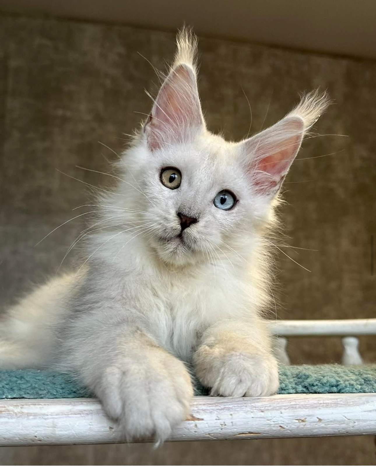Giant European Maine Coon Kitten Crystal - White Odd-Eye