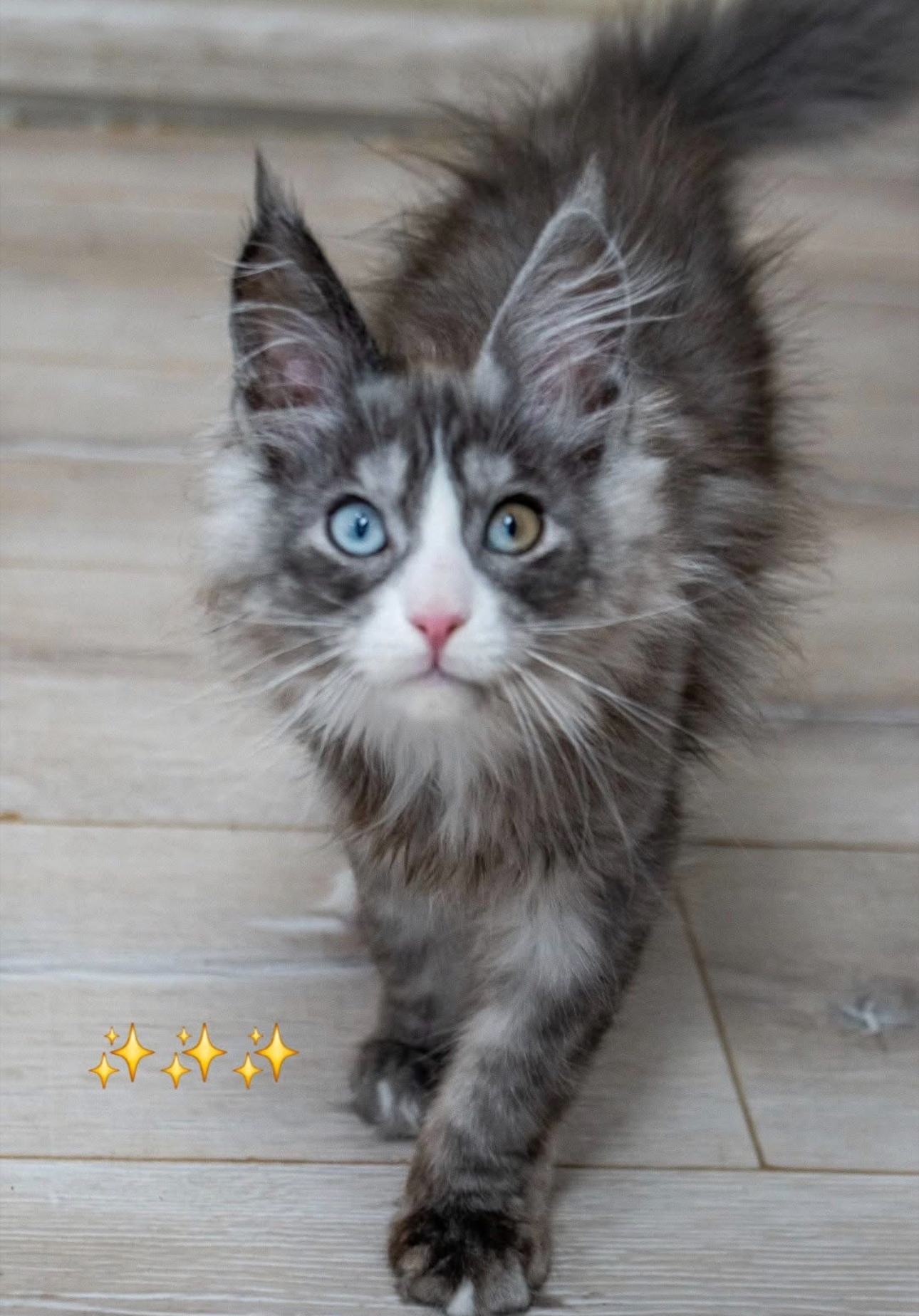 Blue-toned Maine Coon kitten portrait
