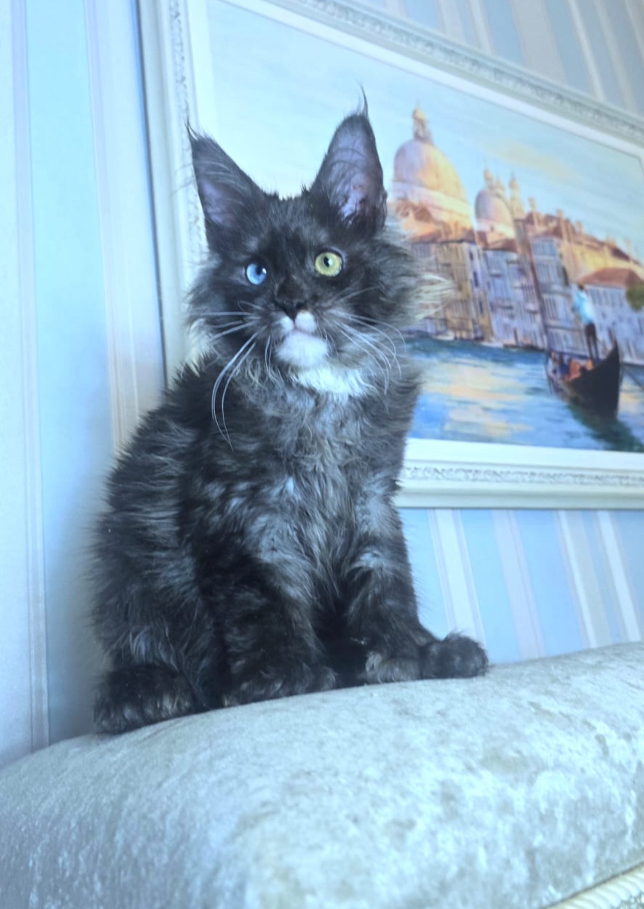Giant European Maine Coon Kitten Eclipse - Black Smoke
