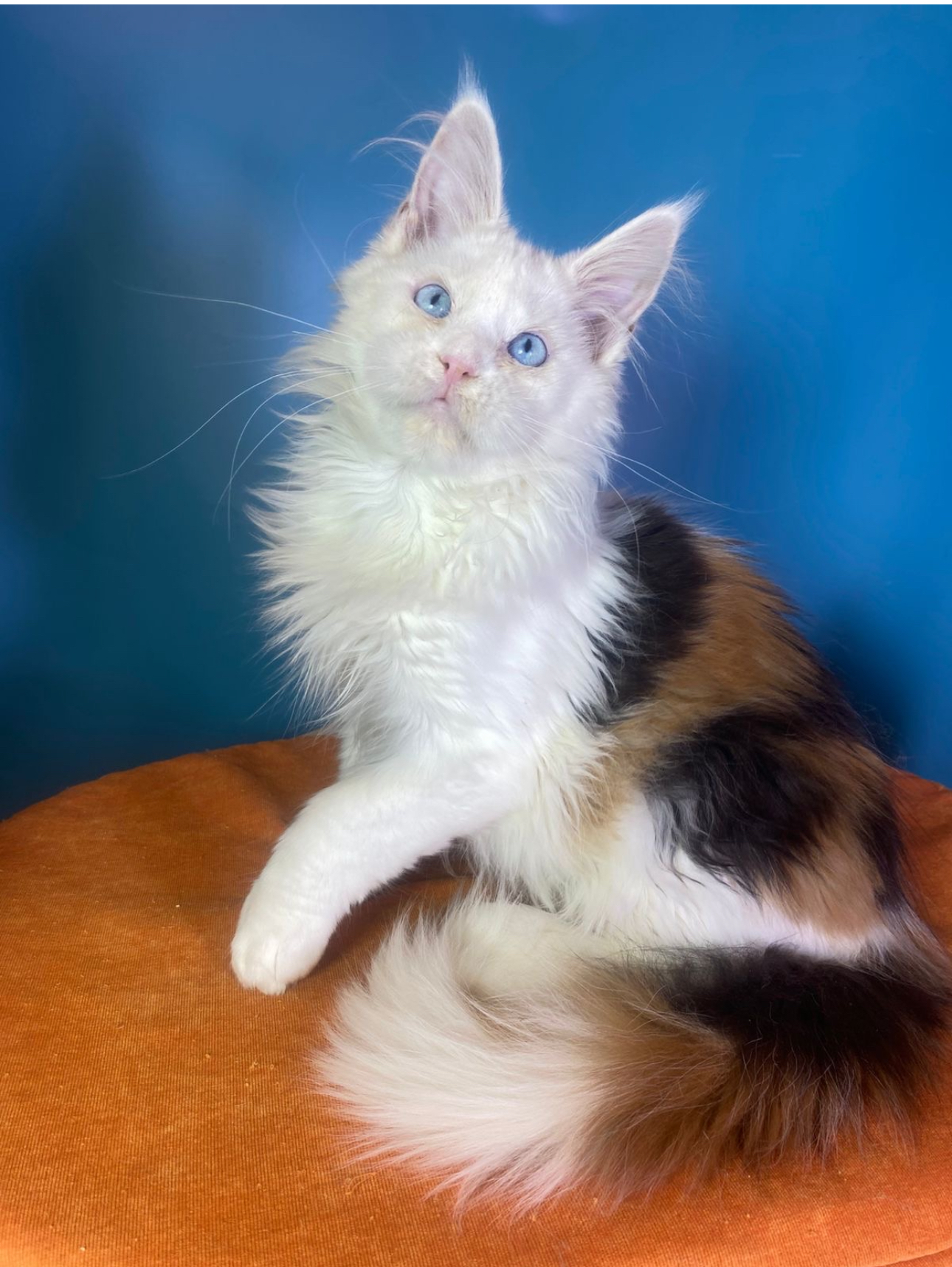Giant European Maine Coon Kitten Pearl - High White Calico