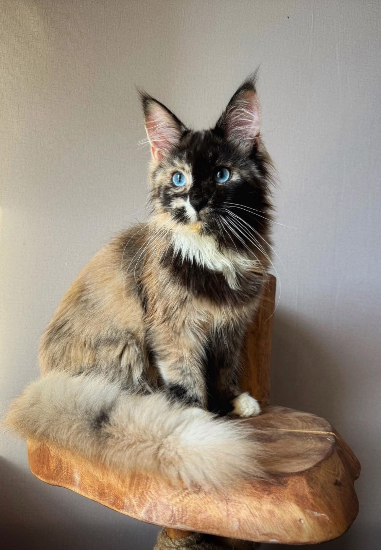 Giant European Maine Coon Kitten Mystique - Tortie Smoke