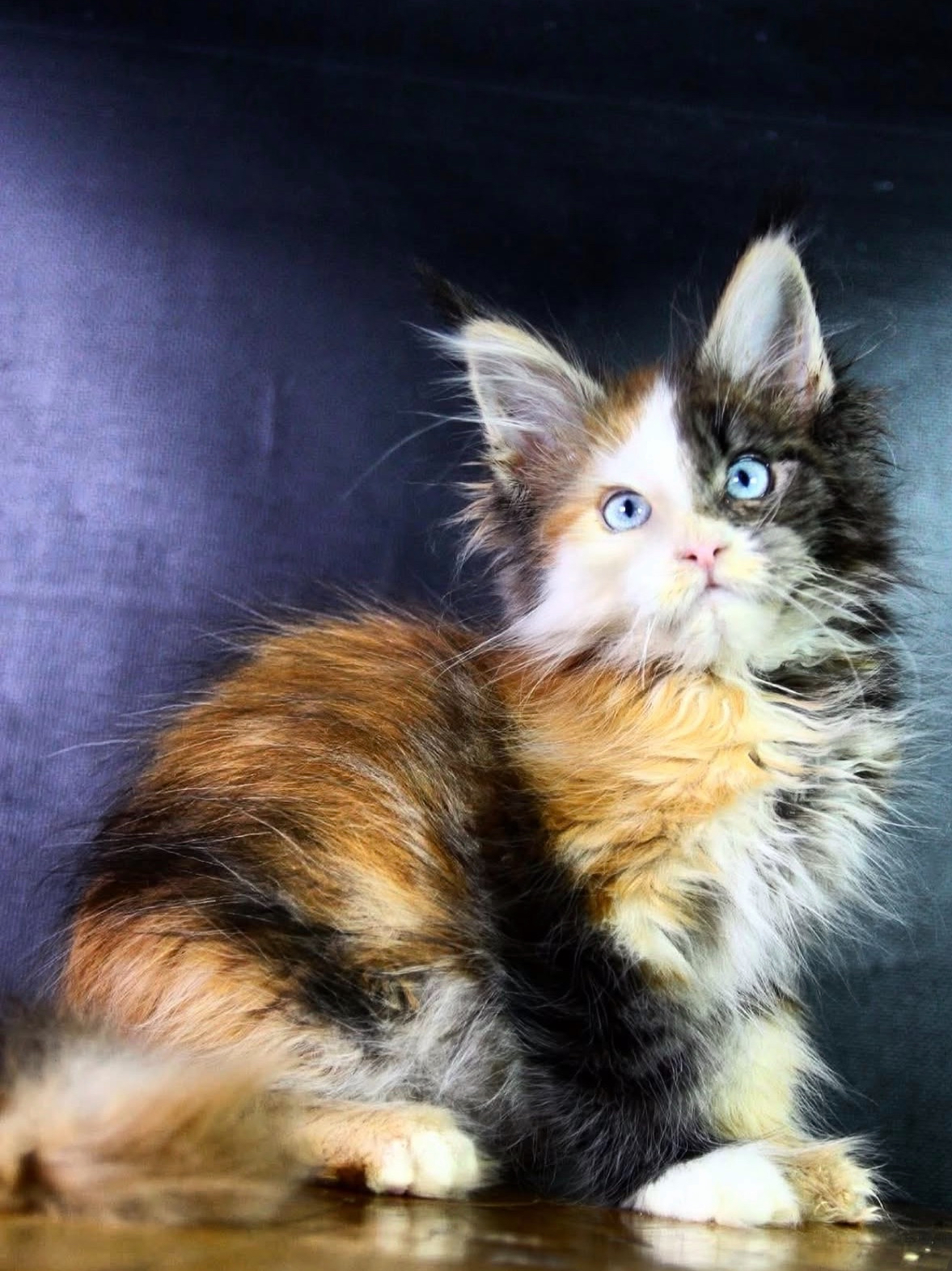 Giant European Maine Coon Kitten Picasso - Calico
