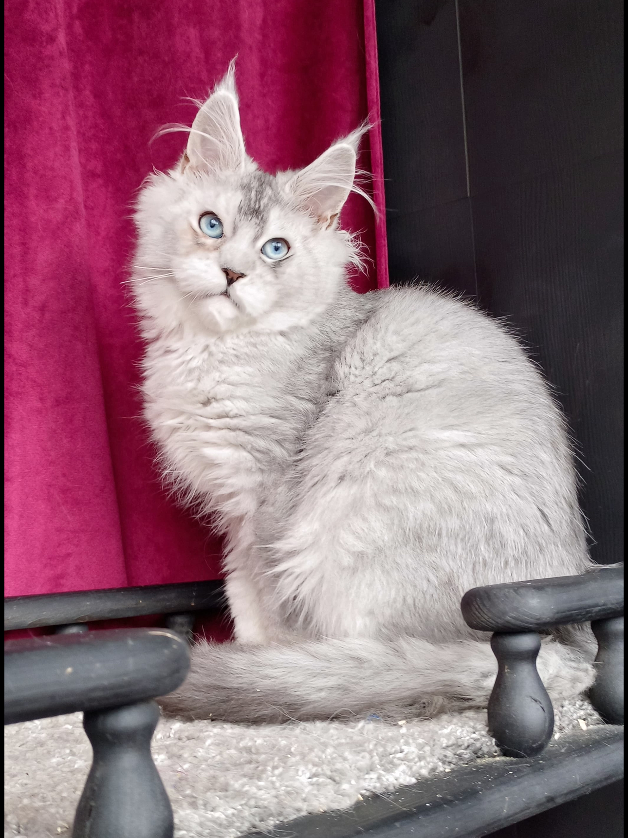 Giant European Maine Coon Kitten Ghost - Silver Shaded