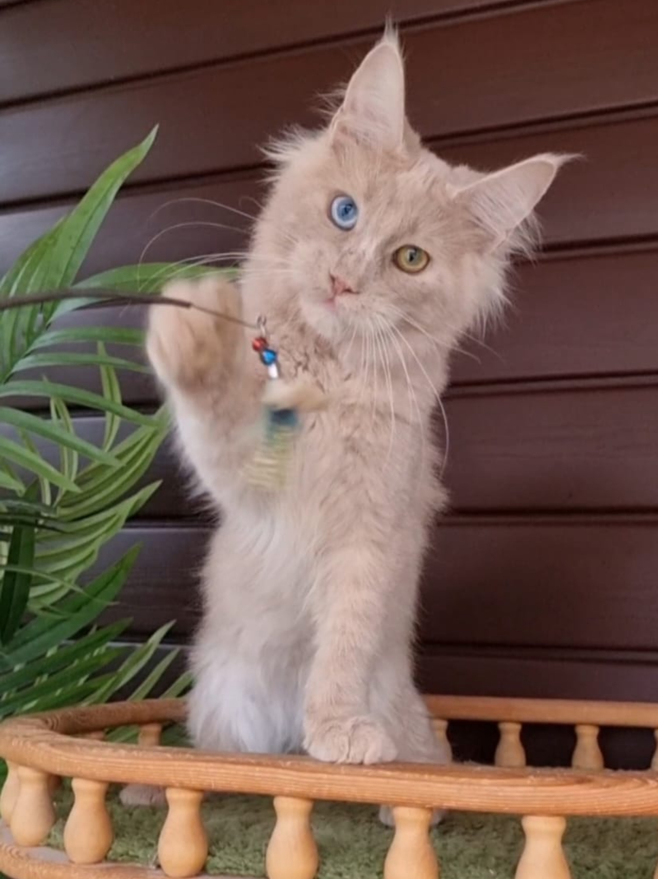 Giant European Maine Coon Kitten Biscuit - Cream Smoke