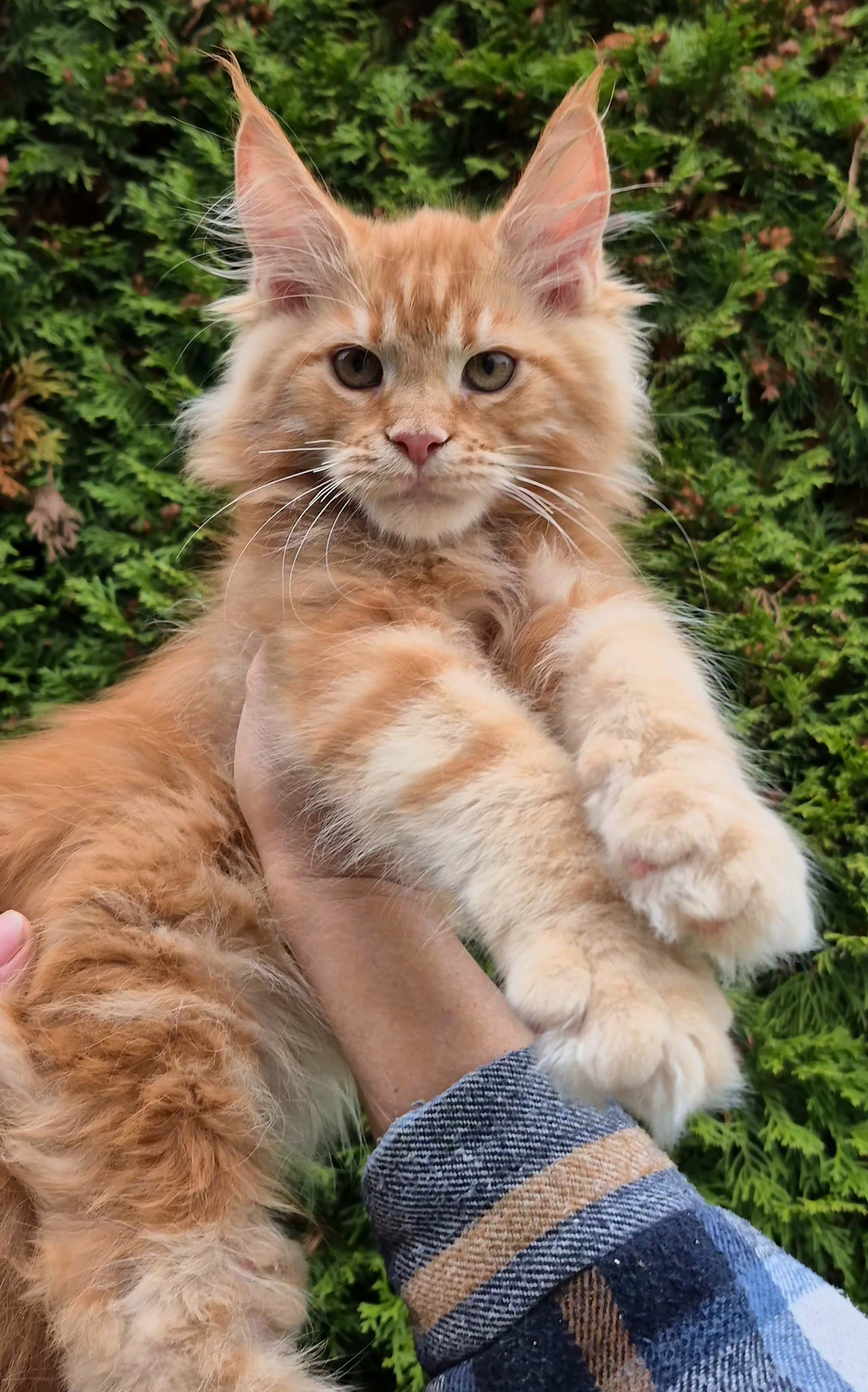 Giant European Maine Coon Kitten Simba - Red Tabby