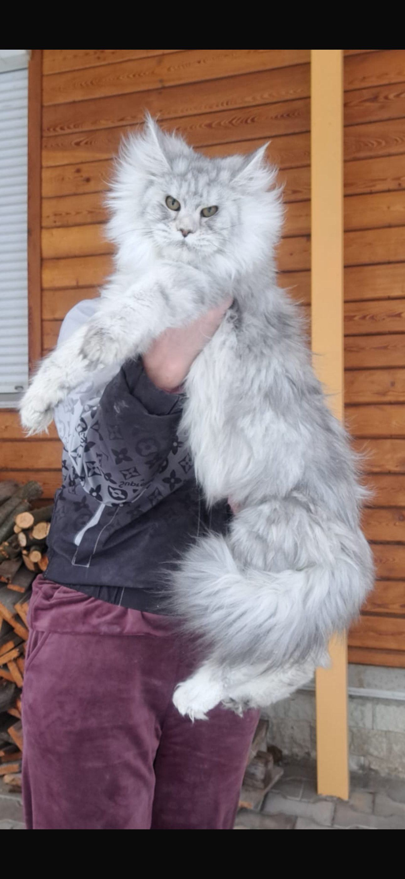 Silver Maine Coon cat with plush coat held in front of wooden cabin