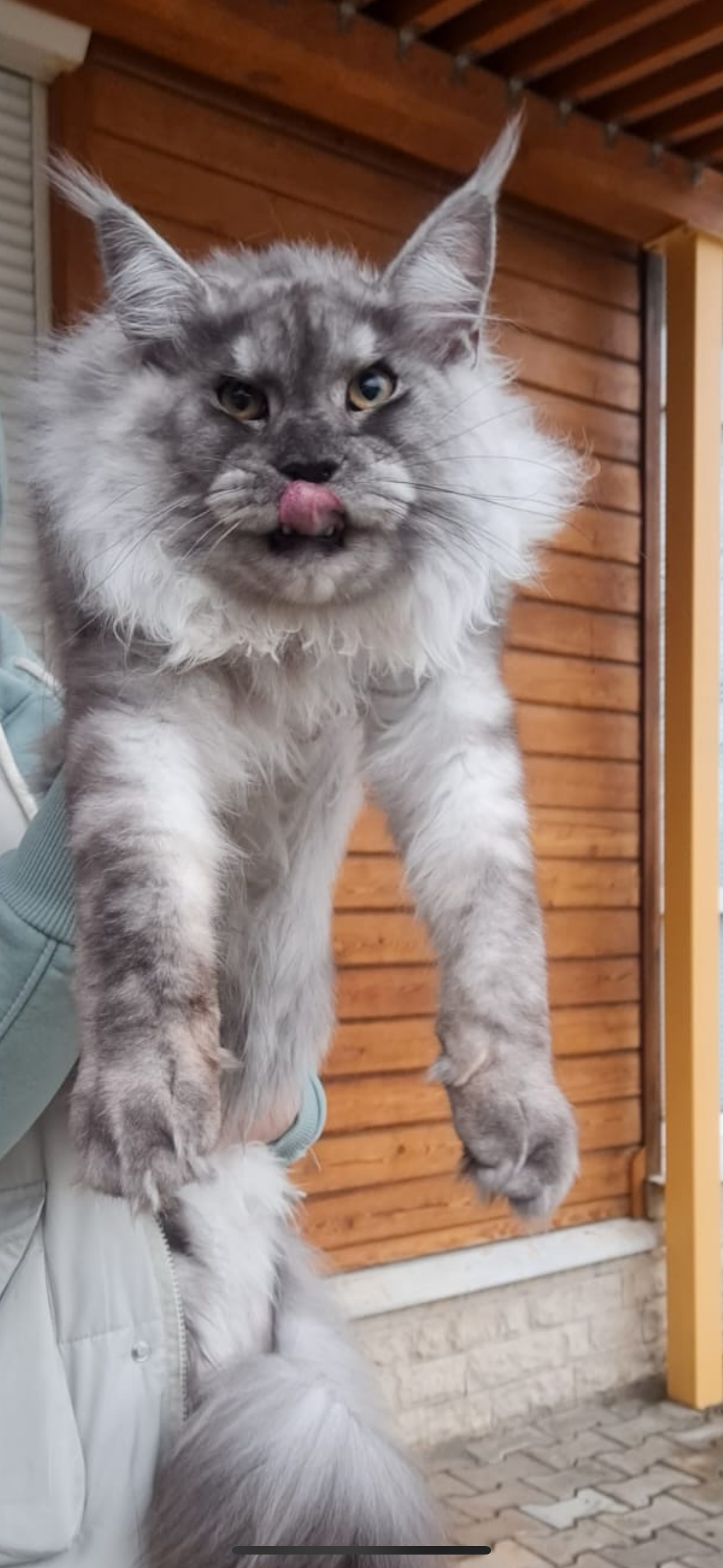 Blue silver Maine Coon cat with tongue out and long ear tufts