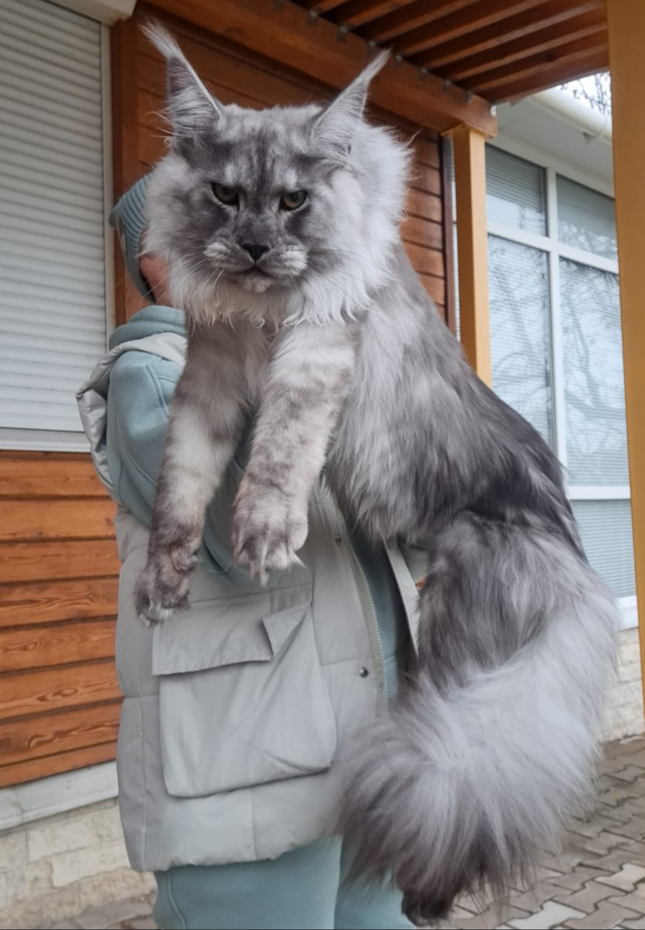 Giant silver smoke European Maine Coon parent held up outdoors
