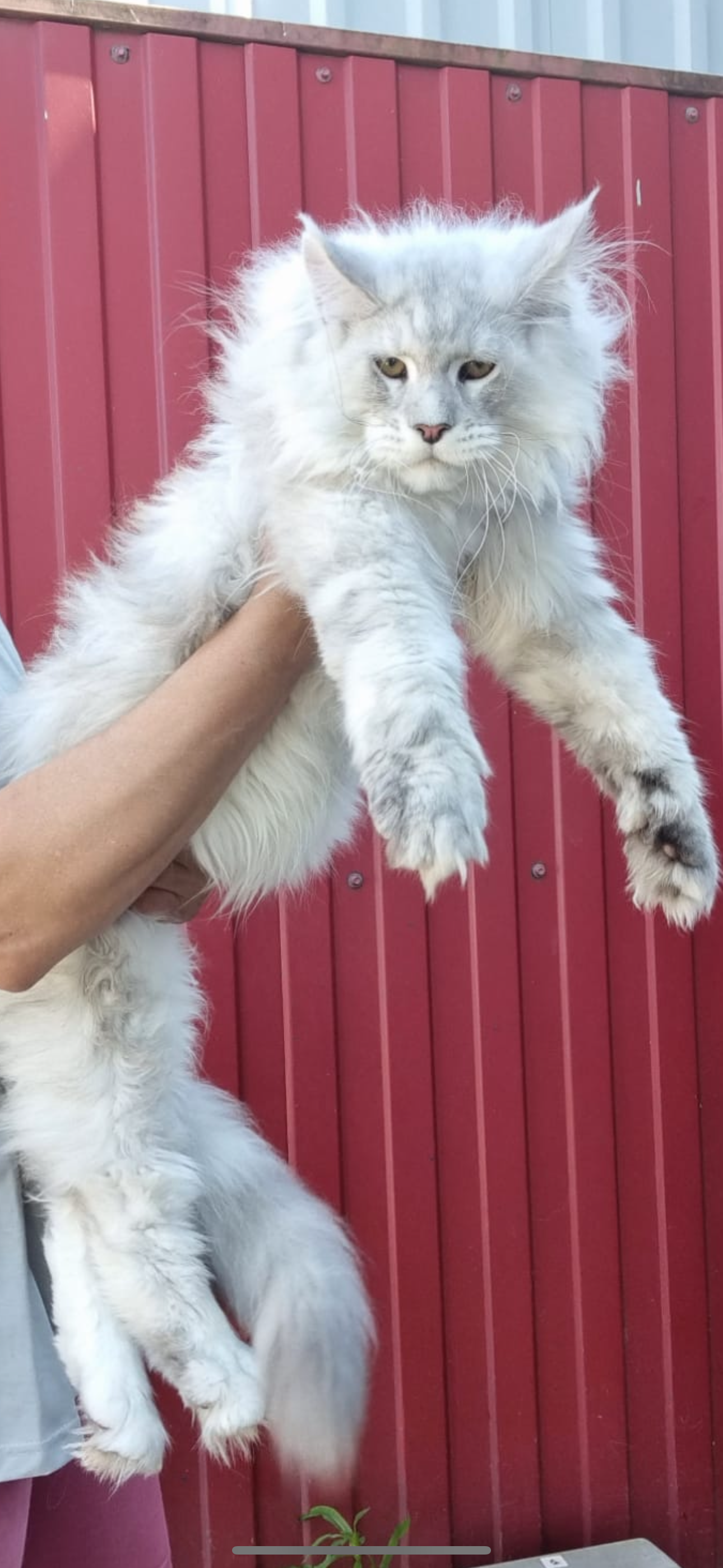 Fluffy white silver Maine Coon cat held against a red fence