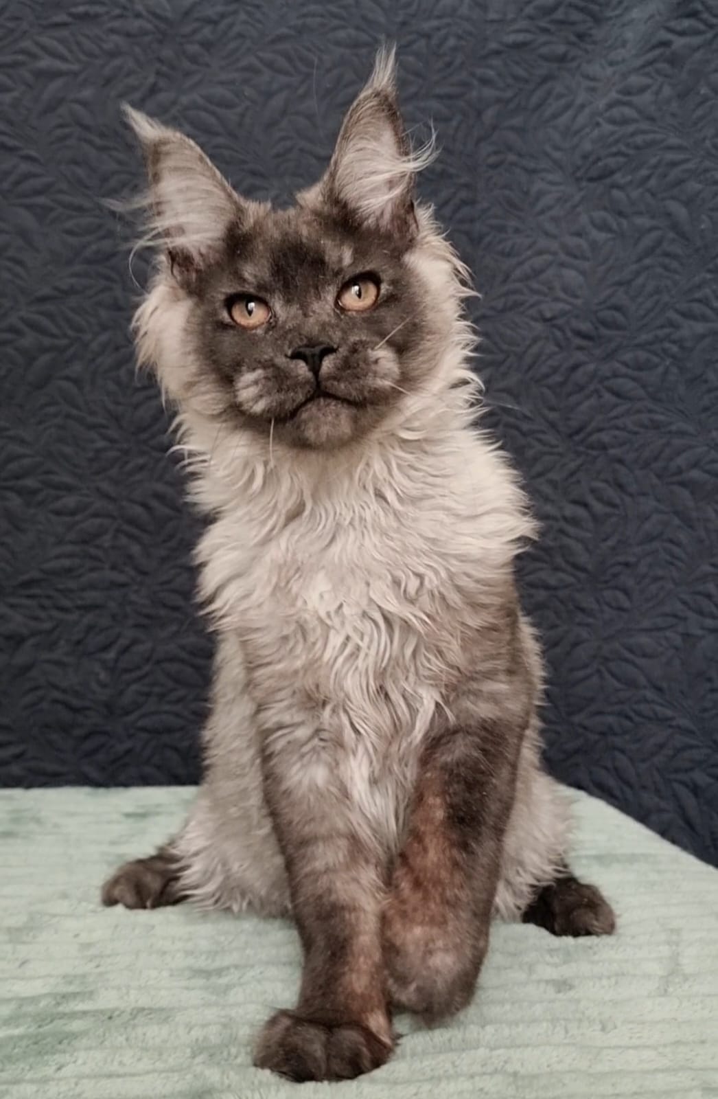 Giant European Maine Coon Kitten Lion - Black Smoke