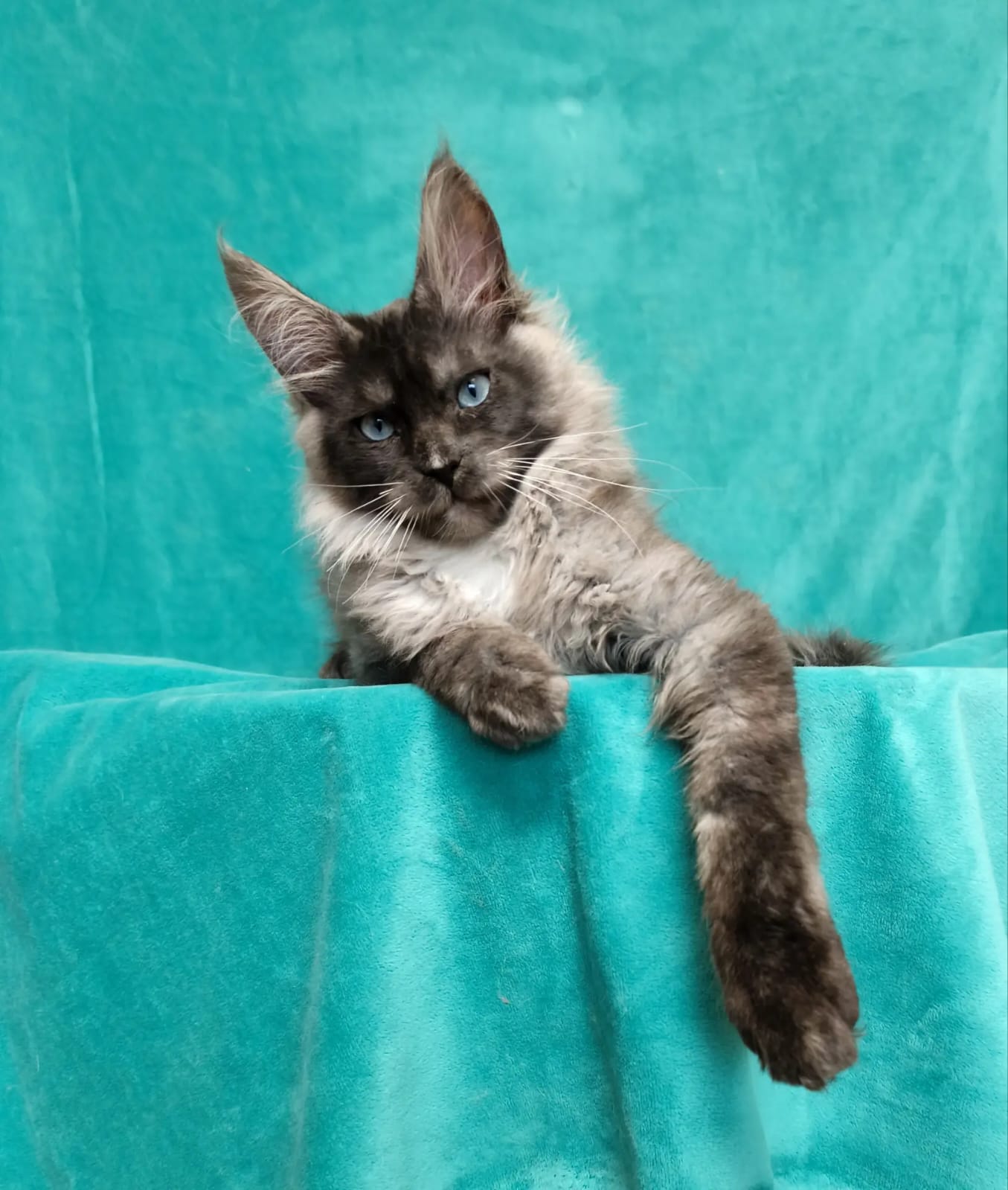 Rare Black Smoke European Maine Coon Kitten Lorde for Sale