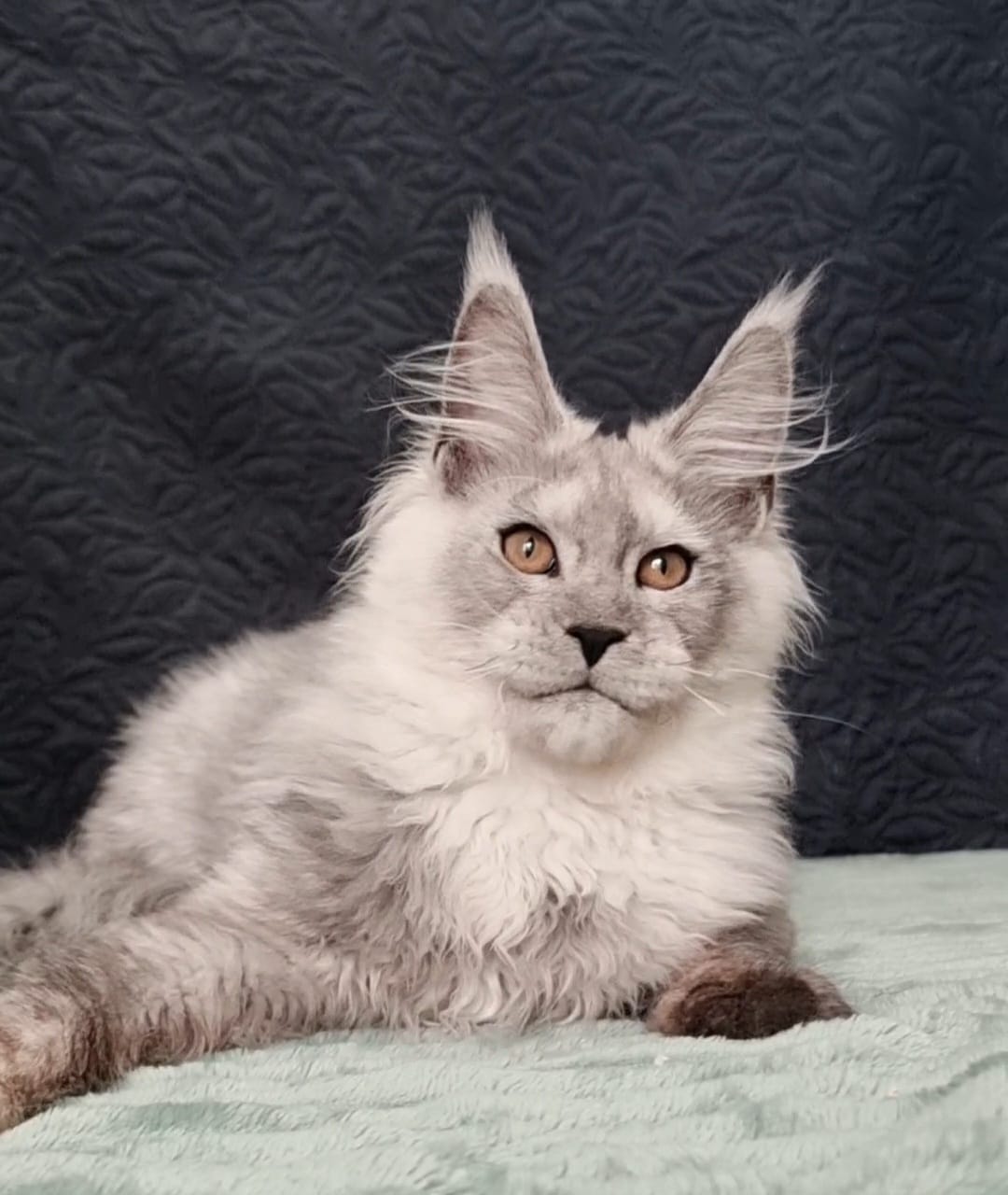 Giant European Maine Coon Kitten Luz - Silver Shaded