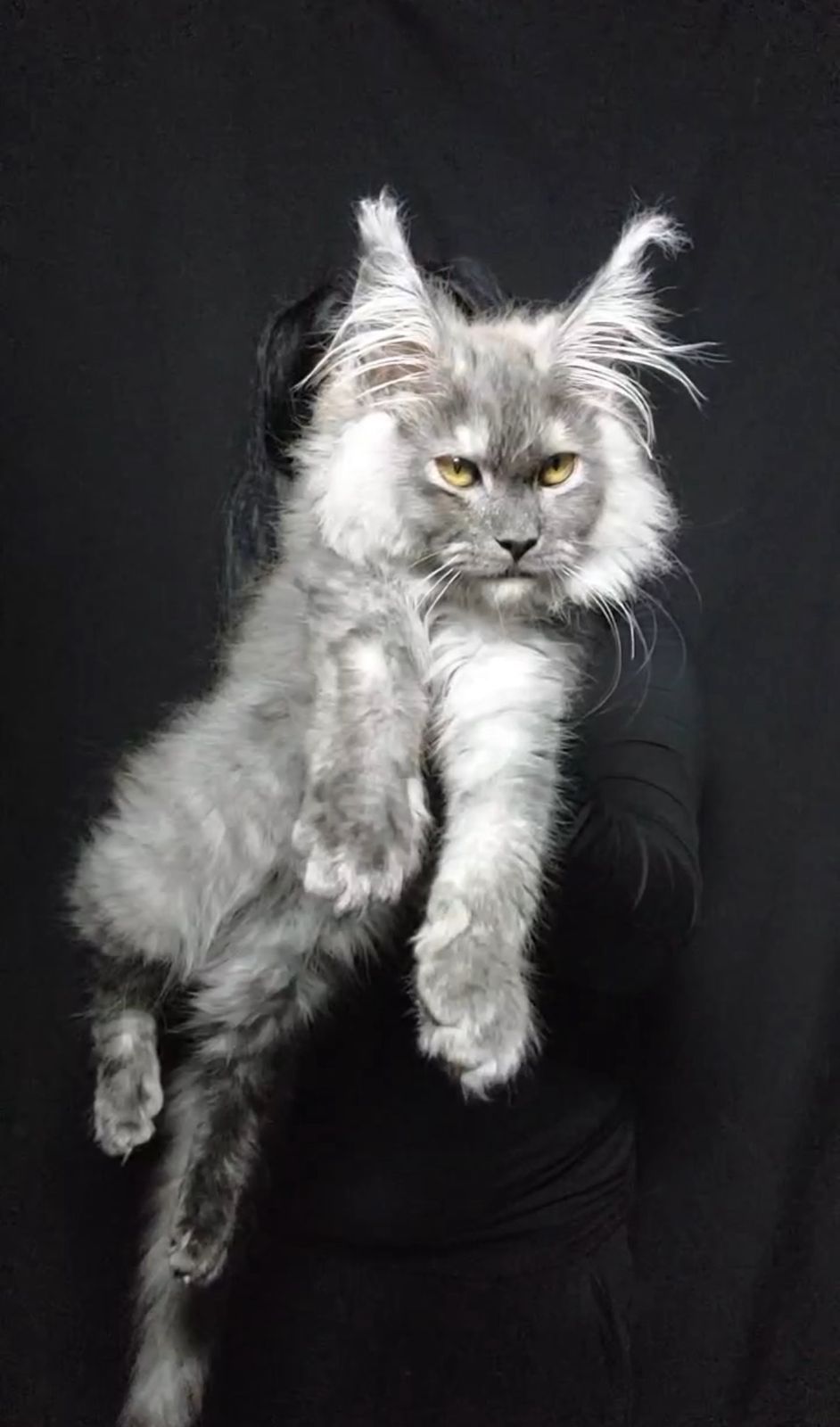 Giant European Maine Coon Kitten Lynx - Silver Tabby