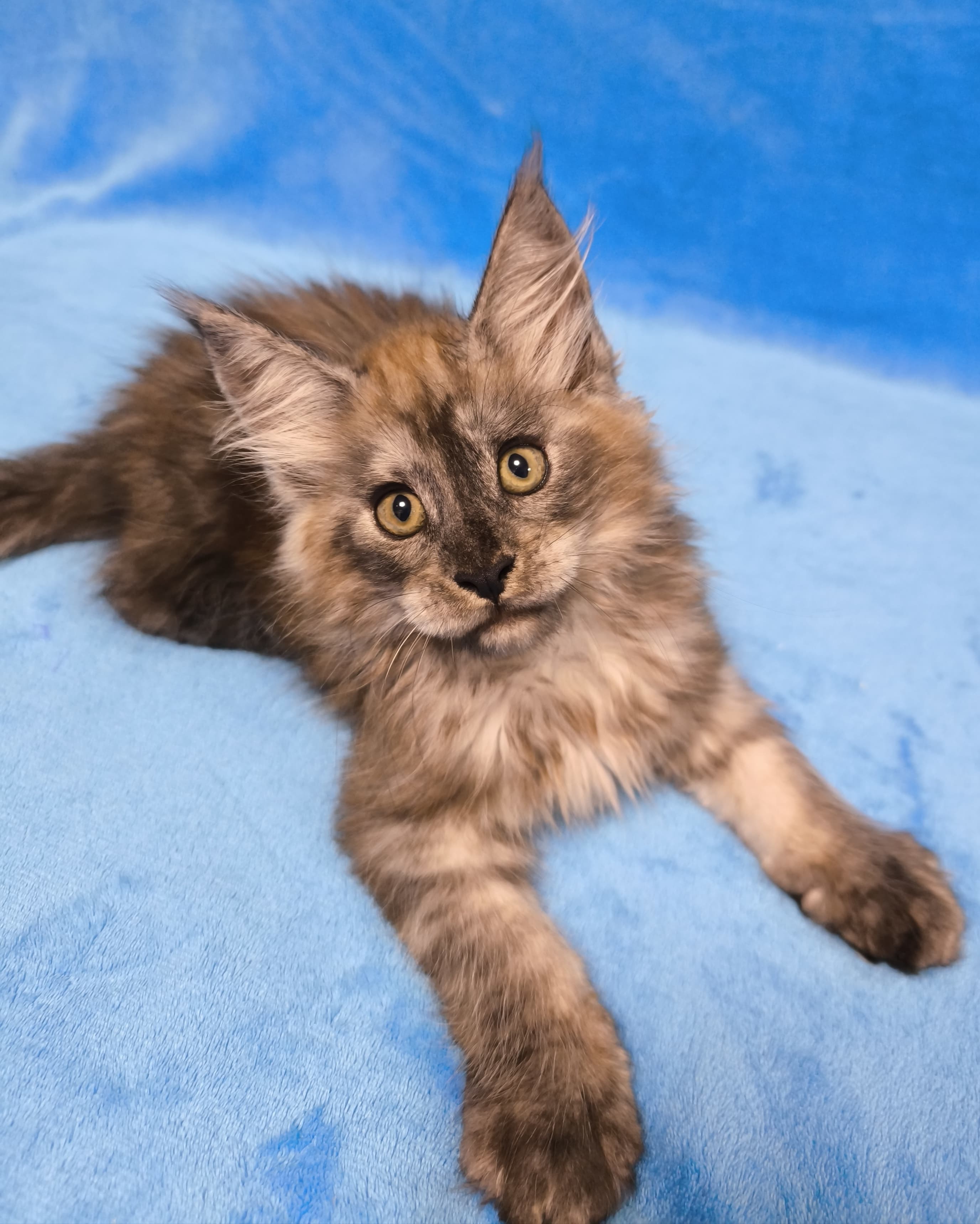 Giant European Maine Coon Kitten Manuka - Brown Tabby