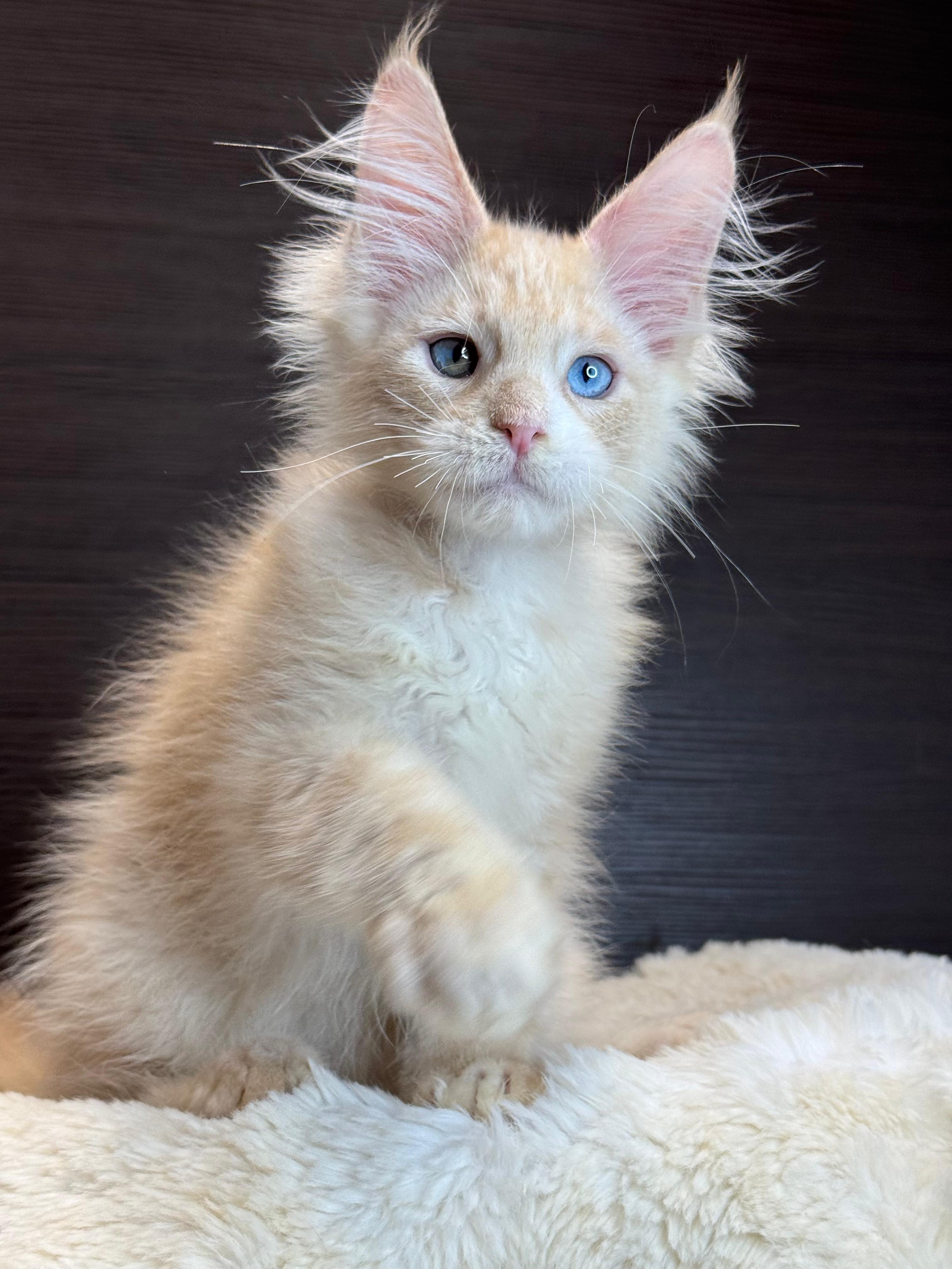 Giant European Maine Coon Kitten Neo - Brown Tabby