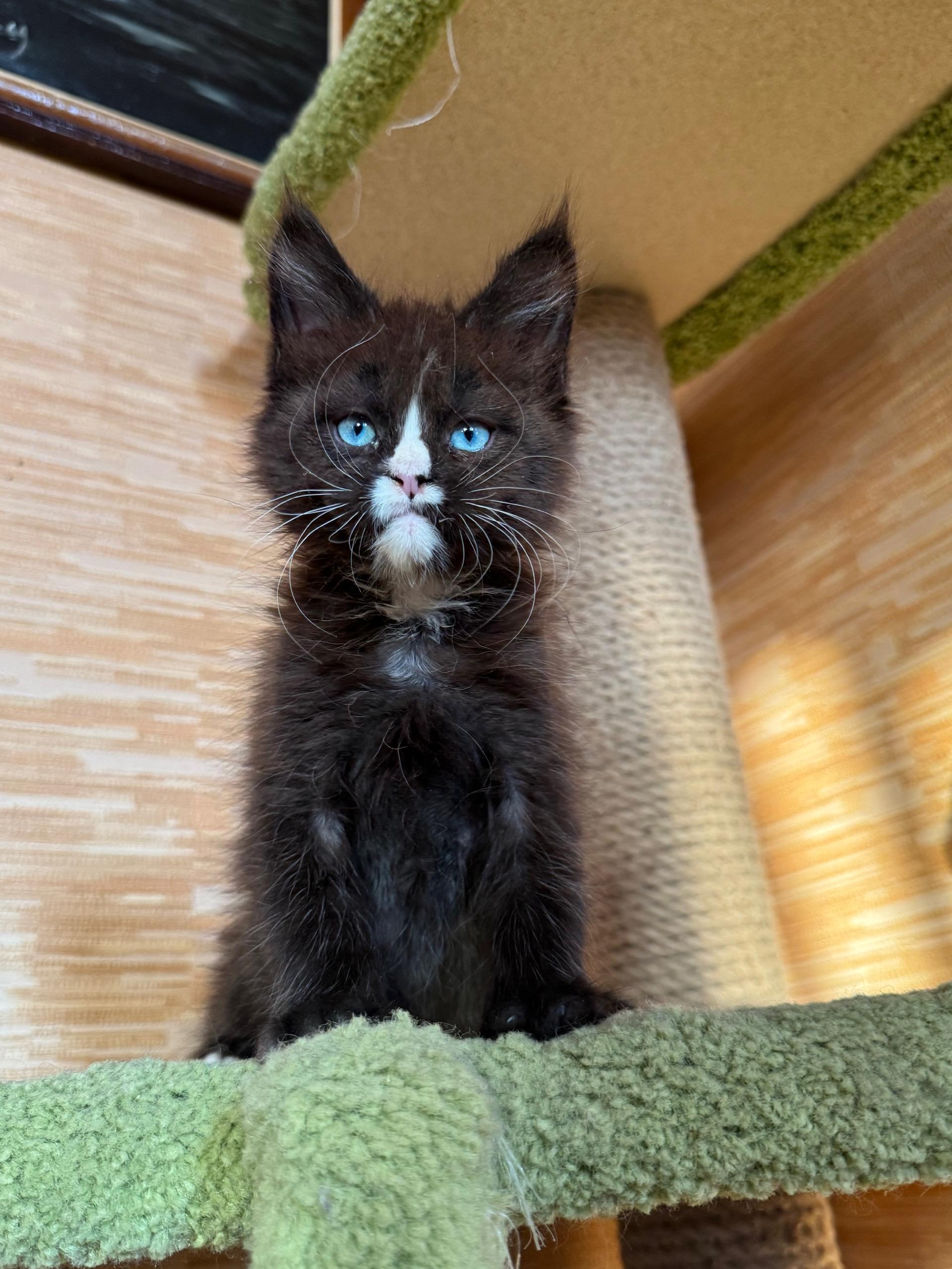 Giant European Maine Coon Kitten Pluto - Cream Cameo