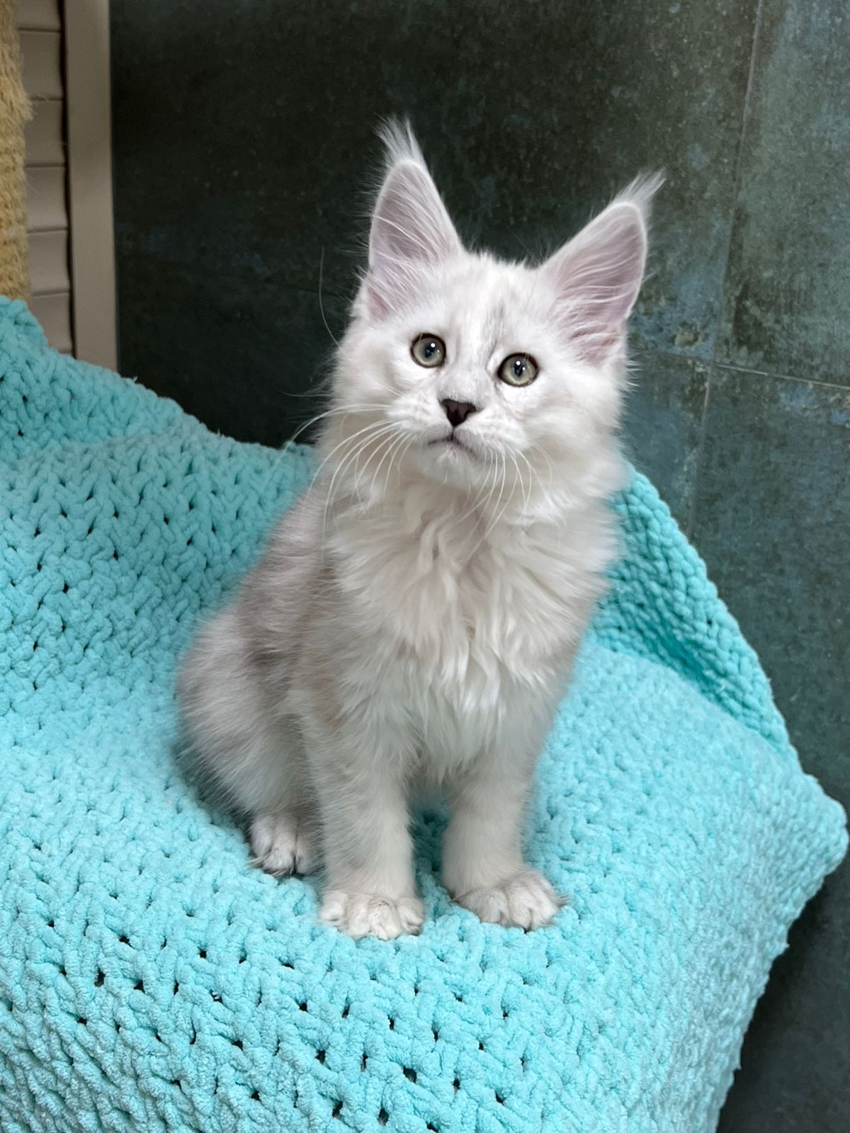 Giant European Maine Coon Kitten Prince - Black Tuxedo