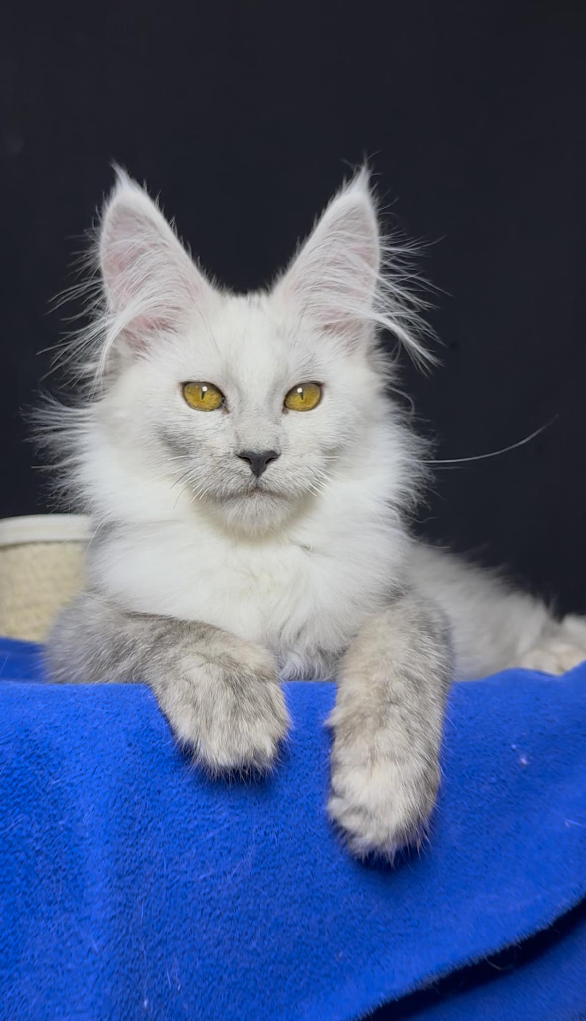 Giant European Maine Coon Kitten Storm - Silver Shaded