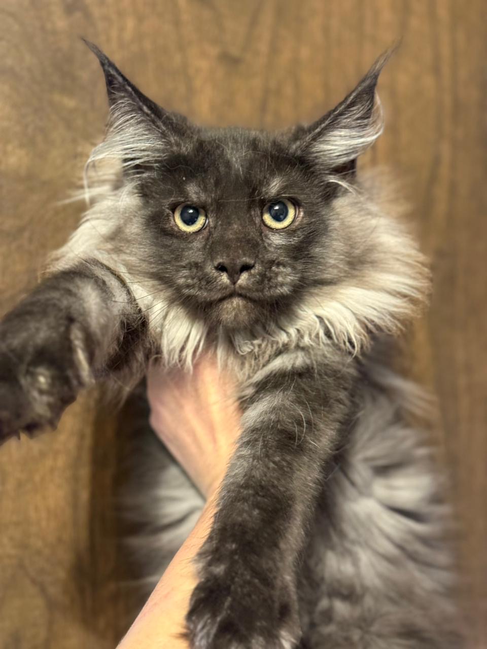 Giant European Maine Coon Kitten Phantom - Black Smoke