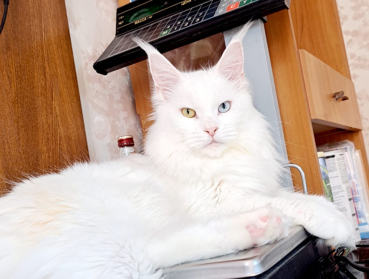 Giant European Maine Coon Kitten Snowball - Solid White