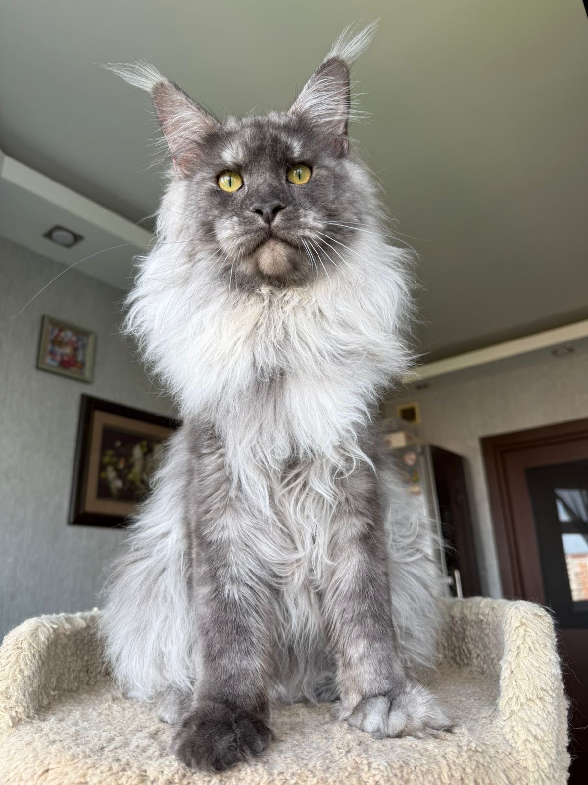 Blue smoke Maine Coon with silver ruff sitting tall on a perch