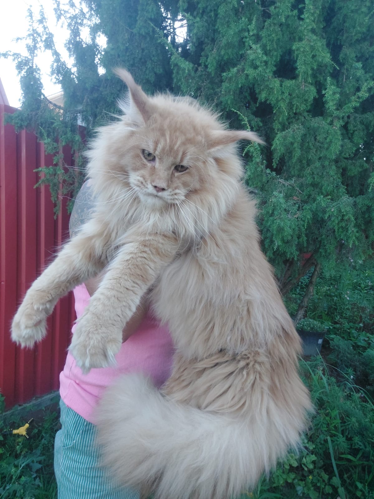 Cream red giant Maine Coon with long flowing coat held by green trees